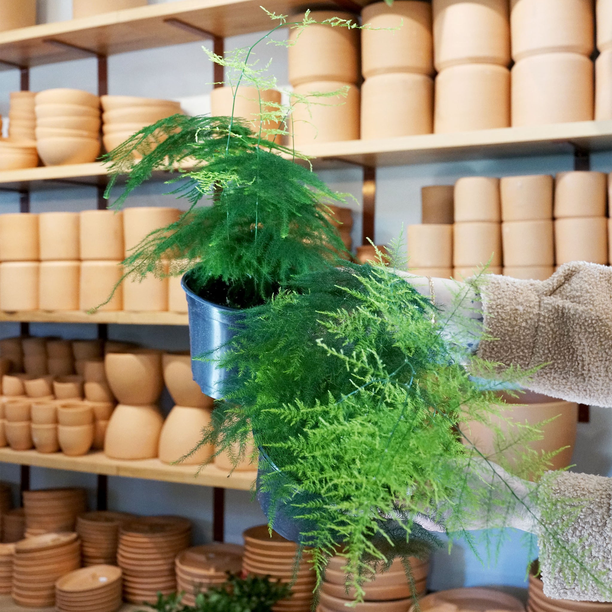 Asparagus setaceus 'Plumosa Fern'