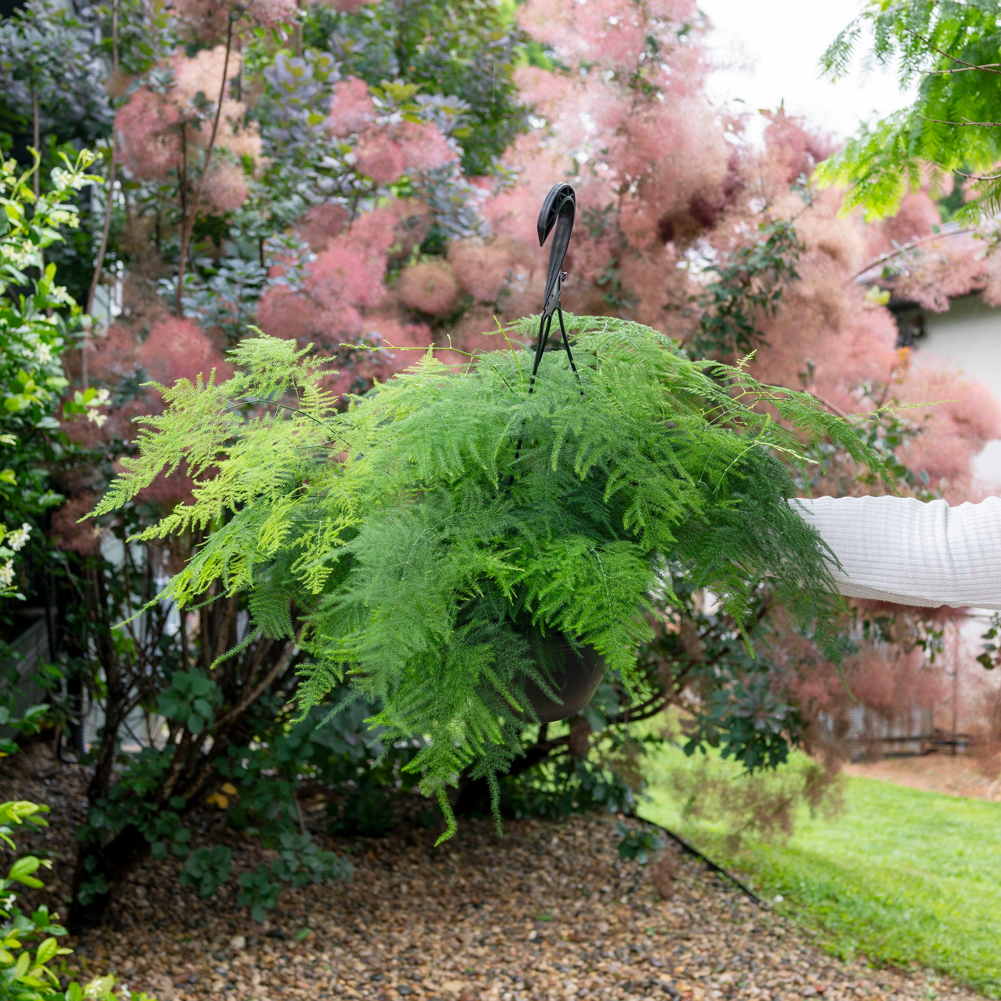 Asparagus setaceus 'Plumosa Fern'