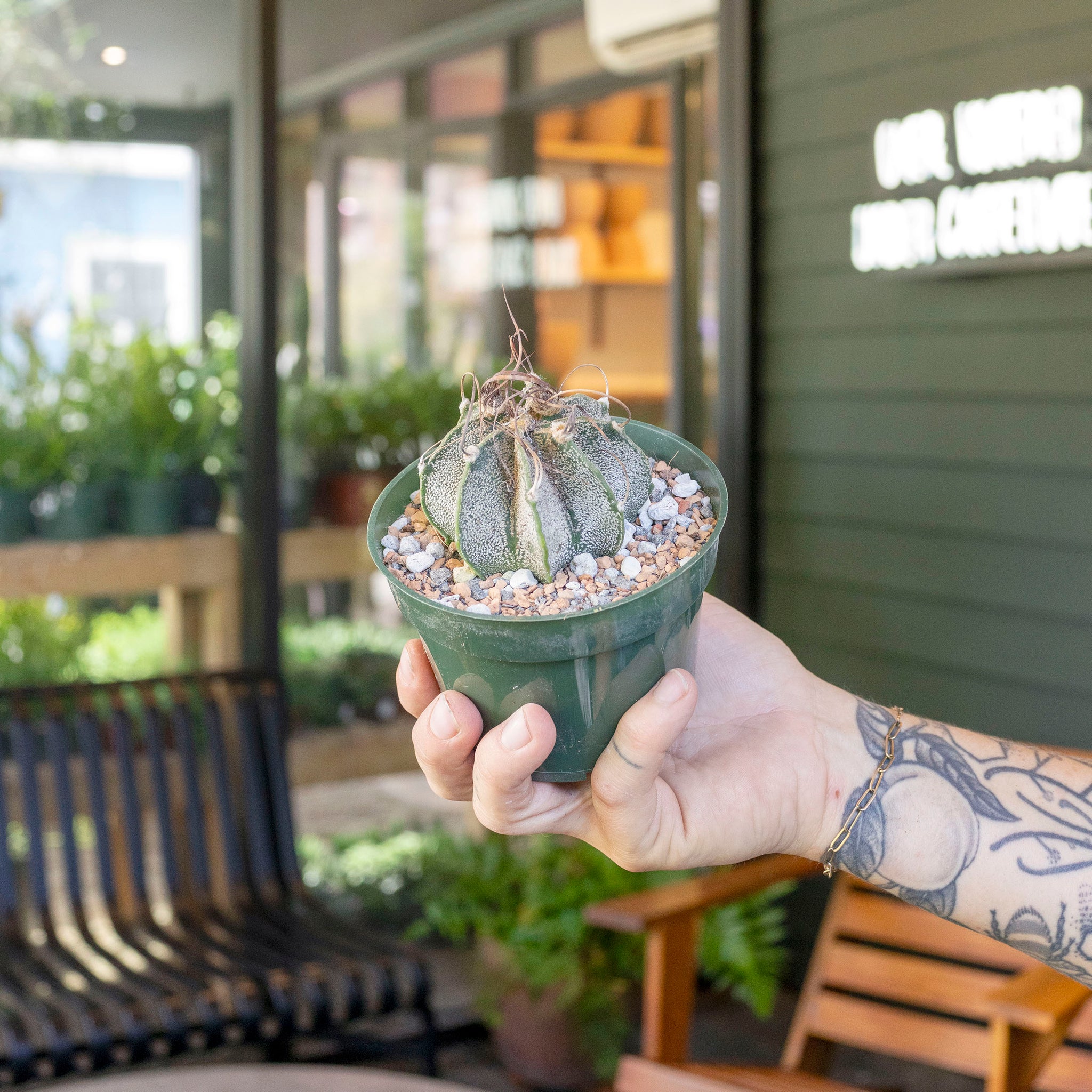 Astrophytum capricorne