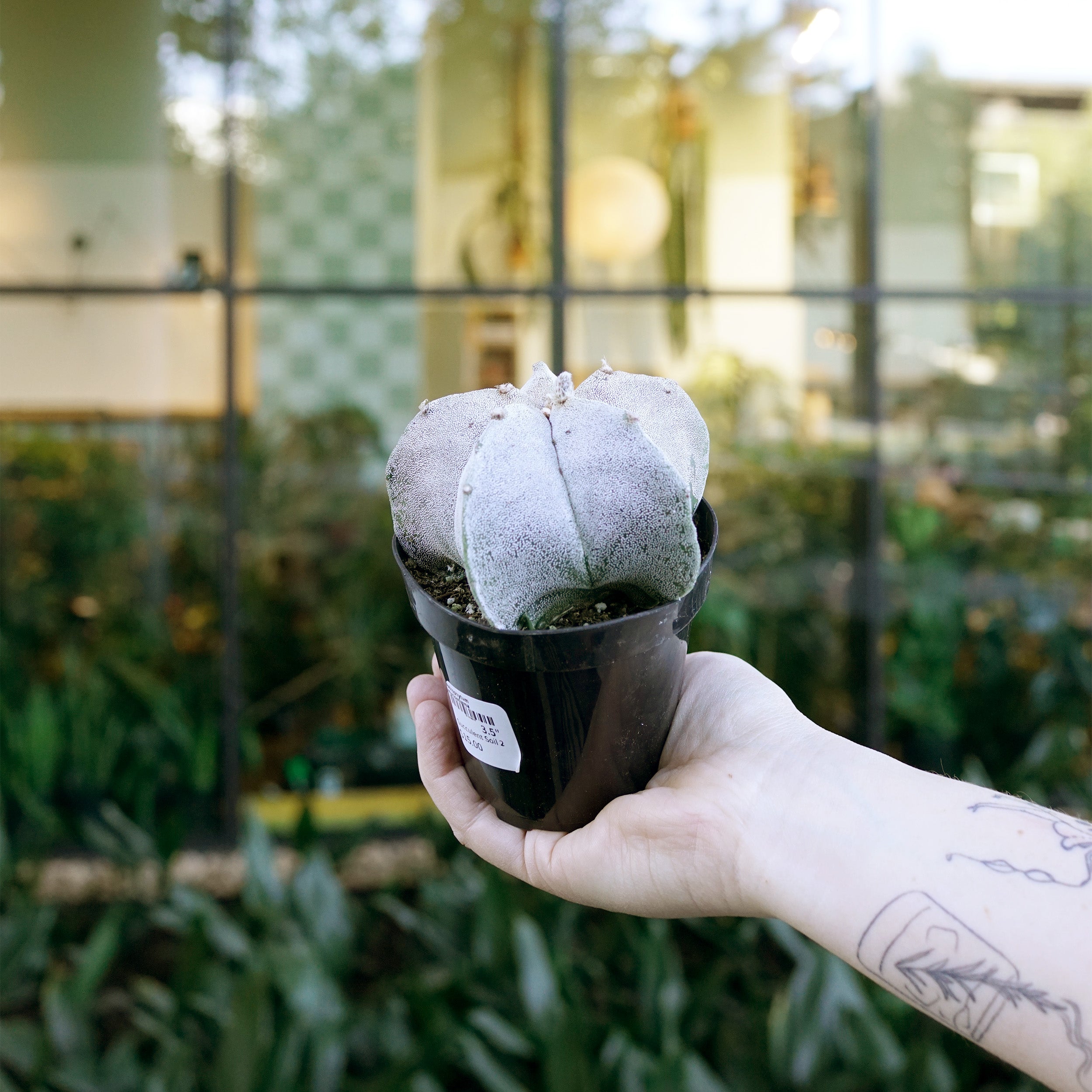 Astrophytum myriostigma – The Victorian Atlanta
