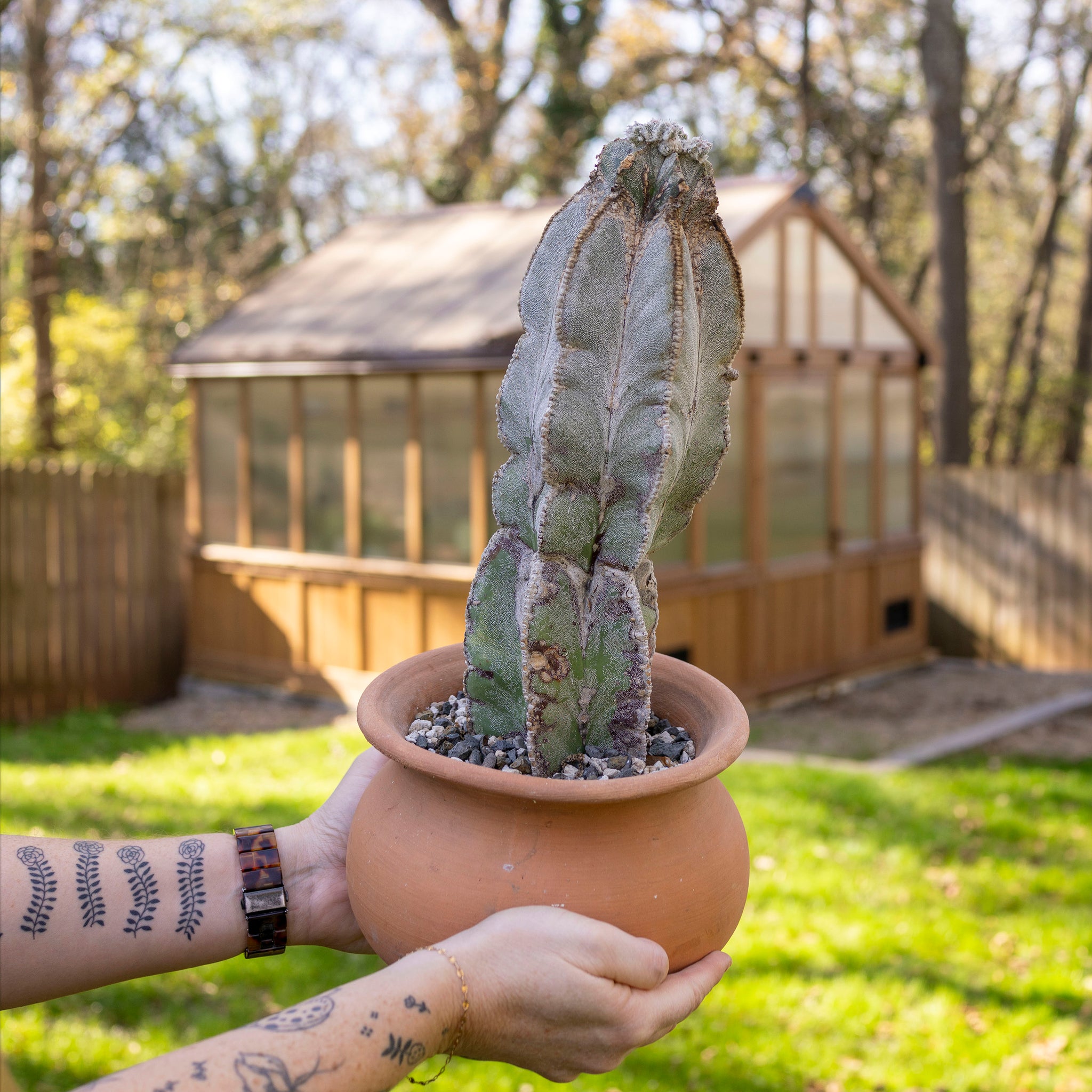 astrophytum myriostigma Astrophytum myriostigma