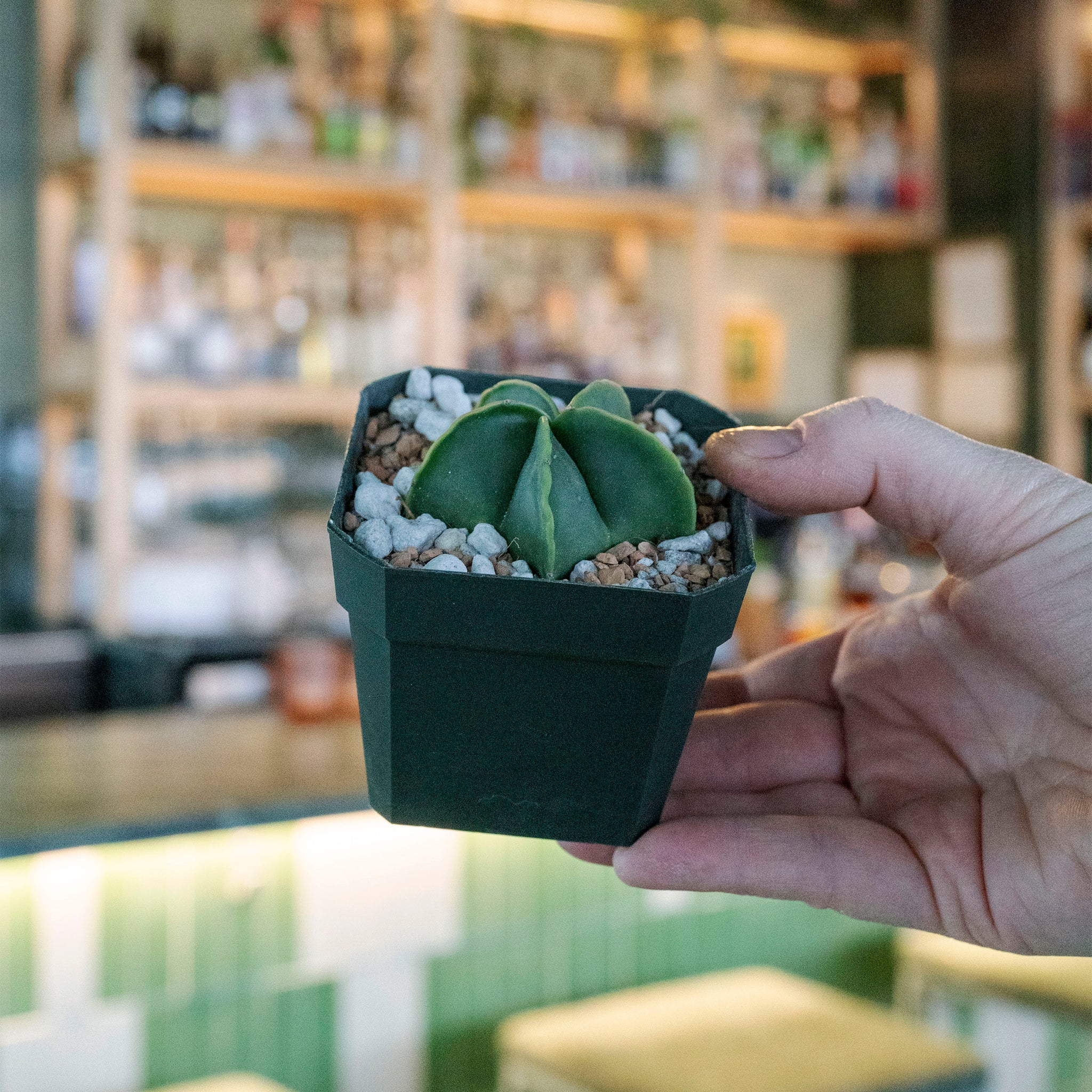 Astrophytum myriostigma f. nudum