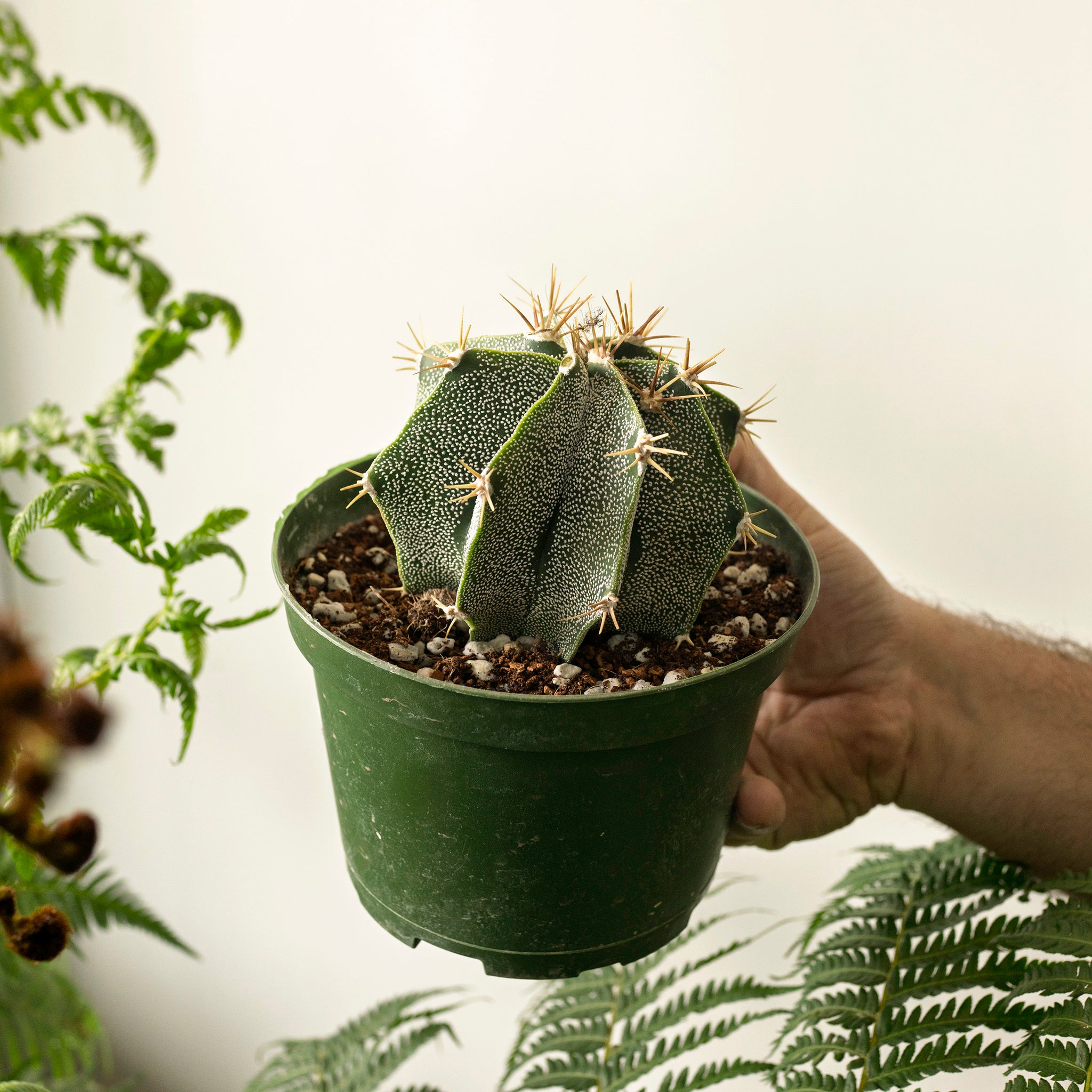 Astrophytum ornatum