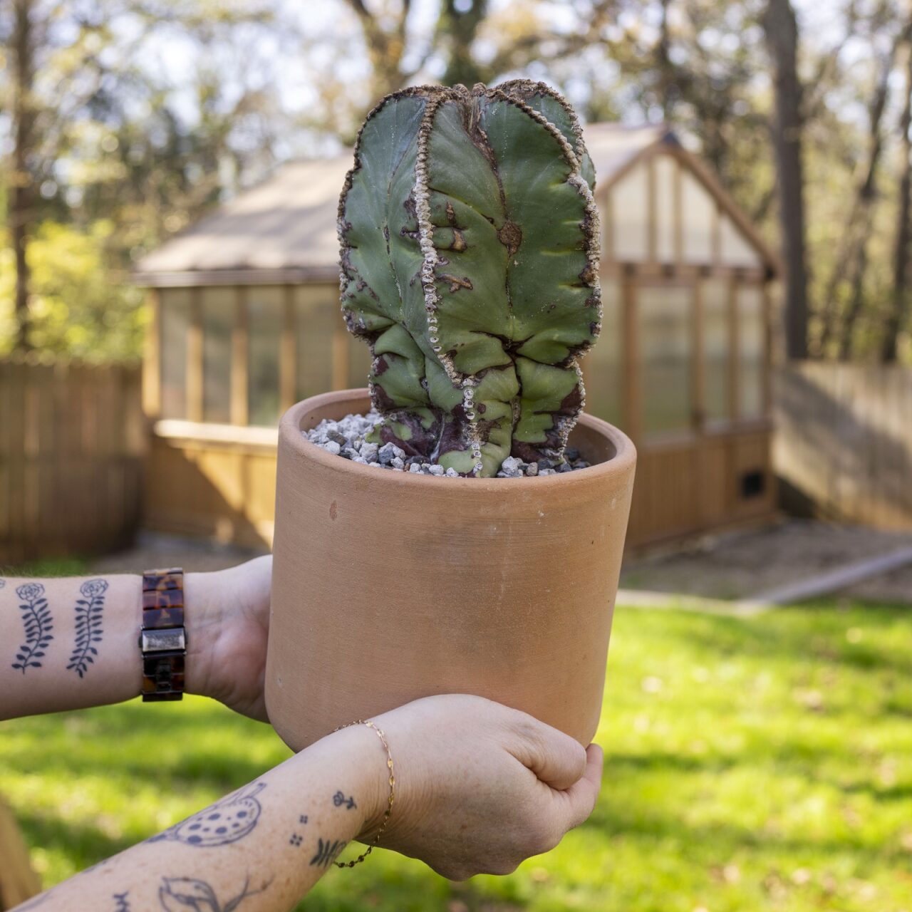 Astrophytum myriostigma f. nudum