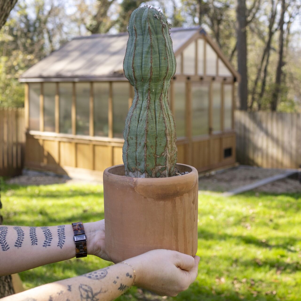 Euphorbia obesa – The Victorian Atlanta