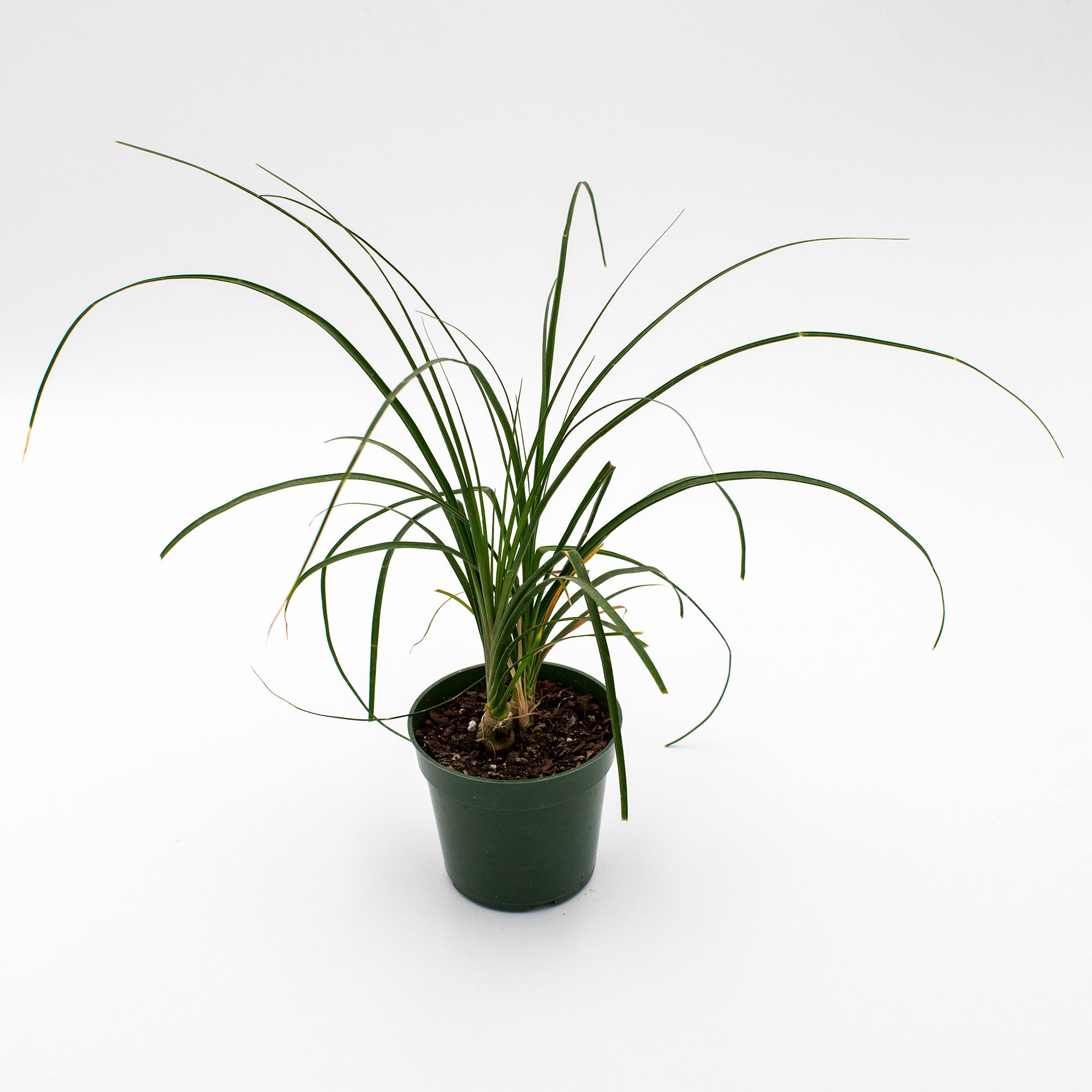 Beaucarnea recurvata 'Ponytail Palm'