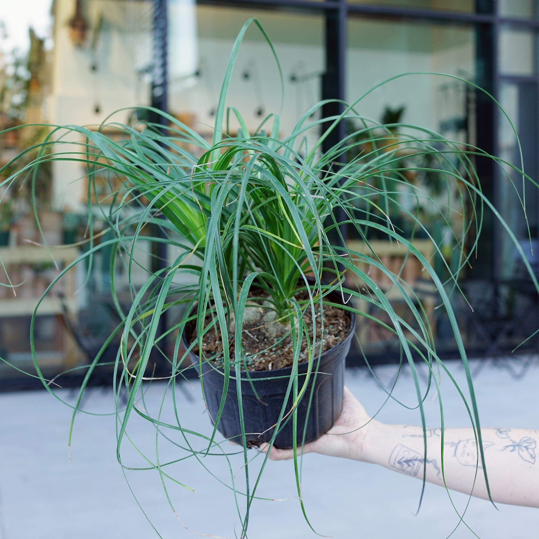 Beaucarnea recurvata 'Ponytail Palm'