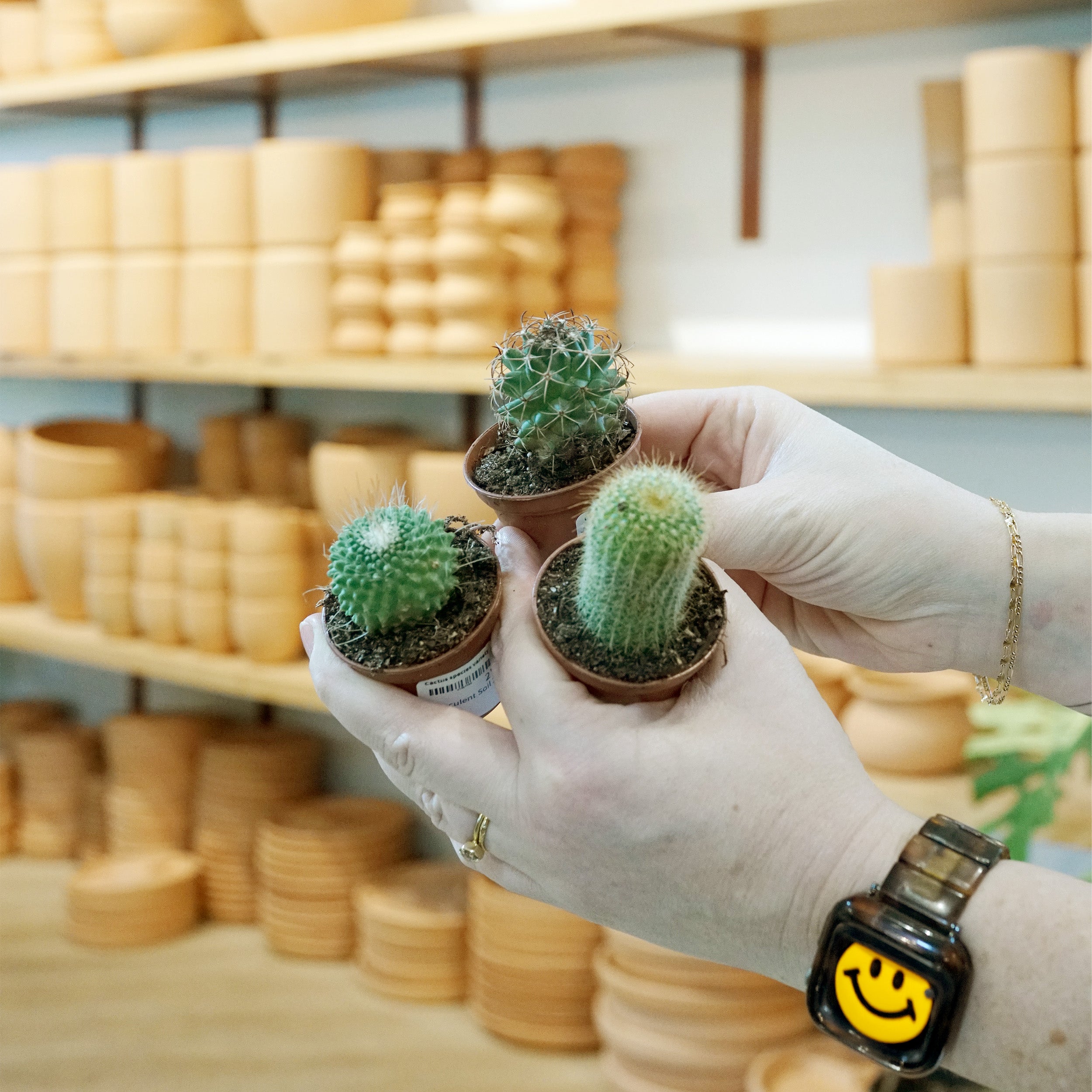 types of house plant cactus Cactus species variety – The Victorian Atlanta