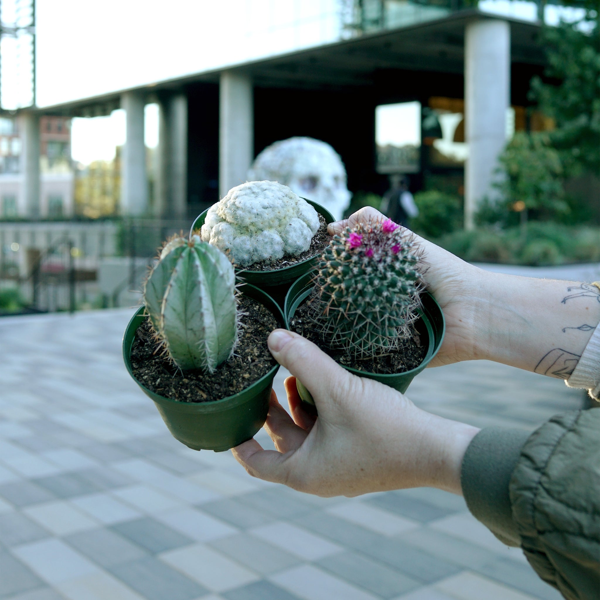 Cactus species variety