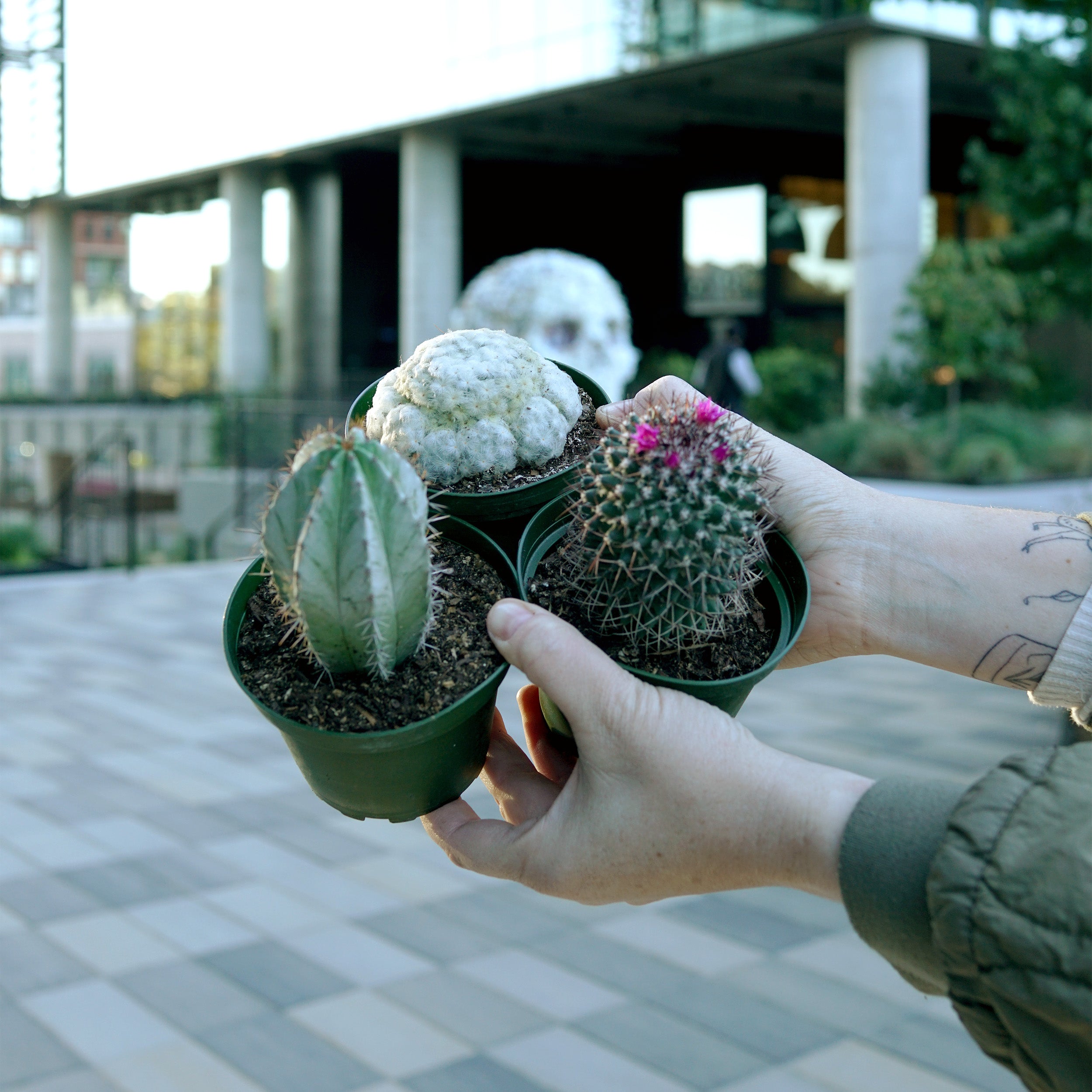 succulent soil bunnings Cactus species variety