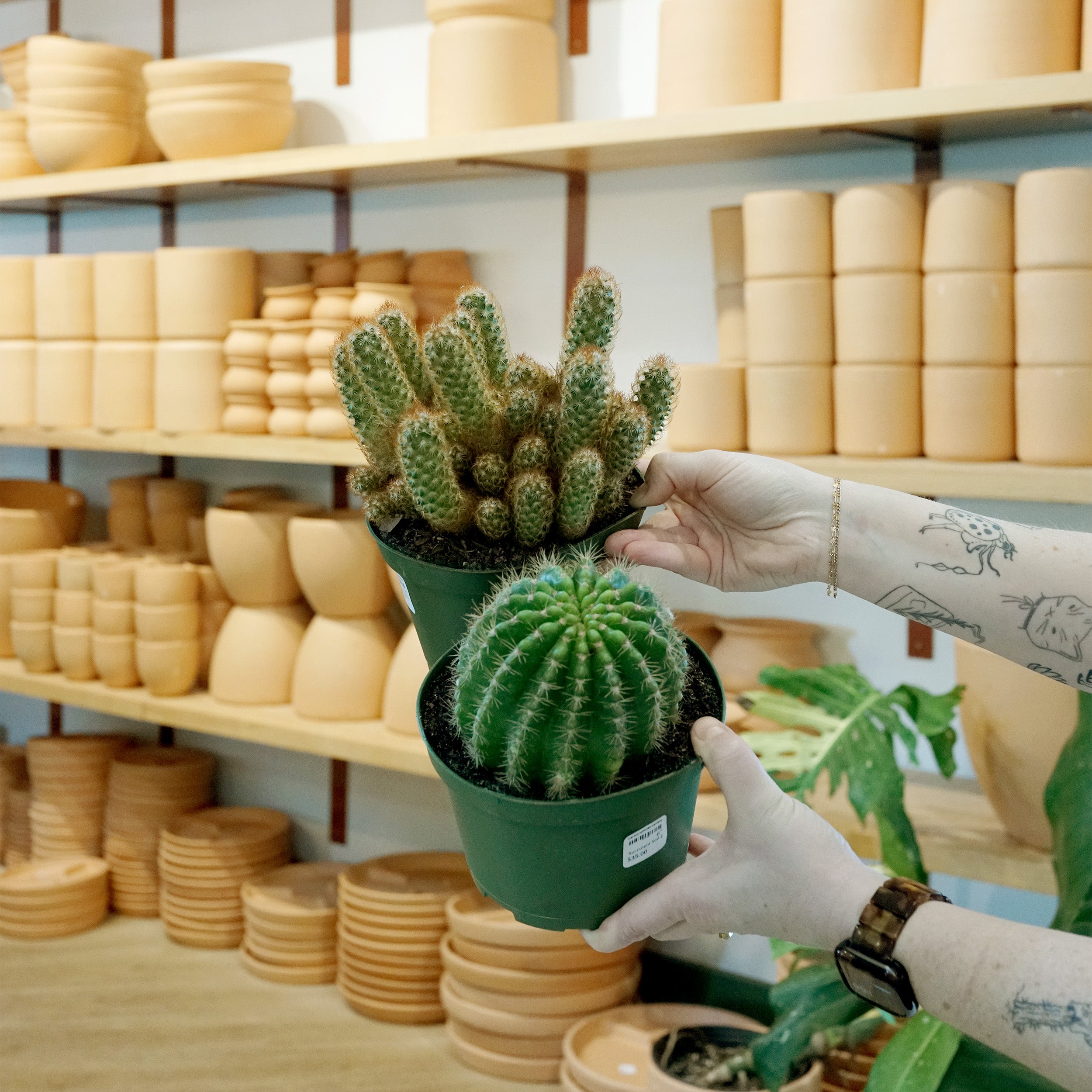 Cactus species variety – The Victorian Atlanta