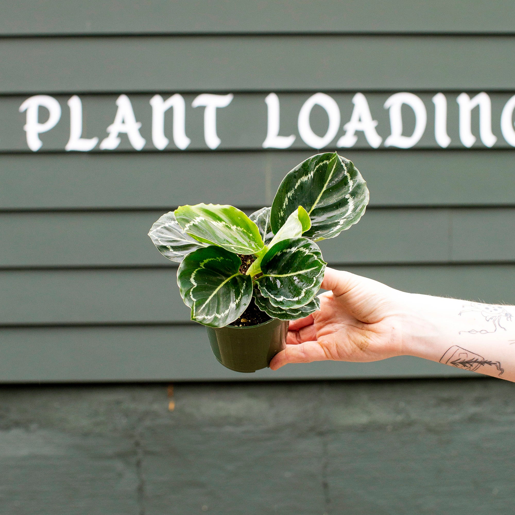 Calathea roseopicta 'Green Lipstick'