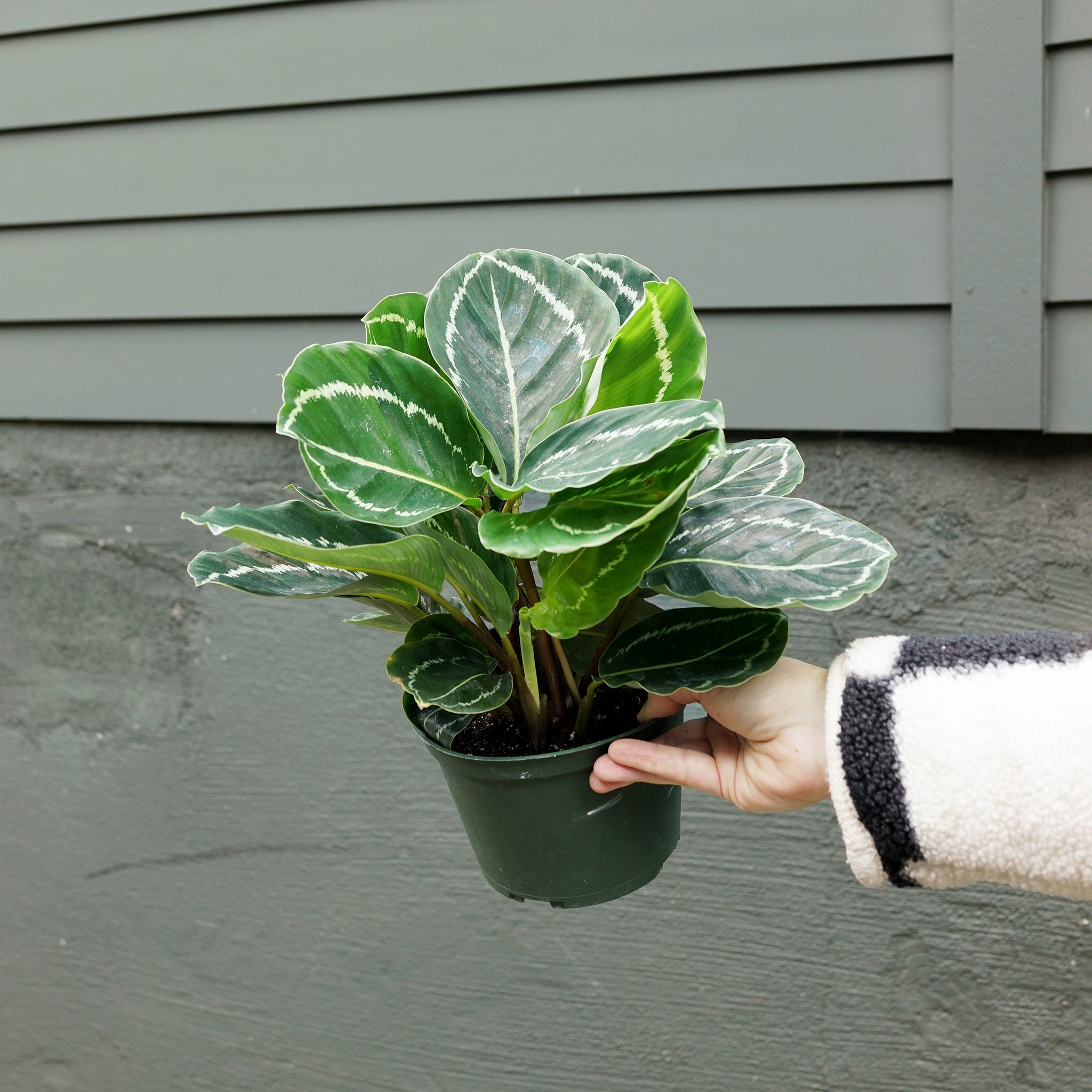 Calathea roseopicta 'Green Lipstick'