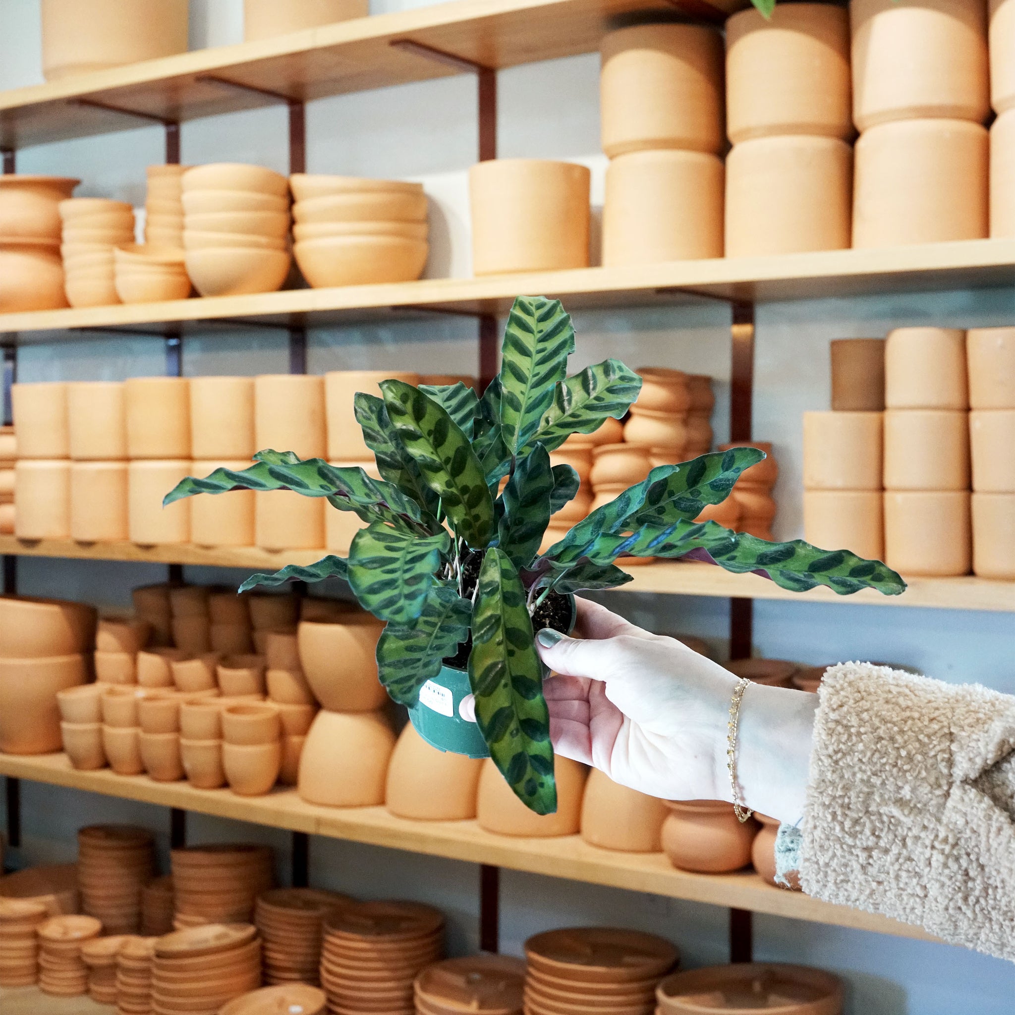 Calathea lancifolia 'Rattlesnake Plant'