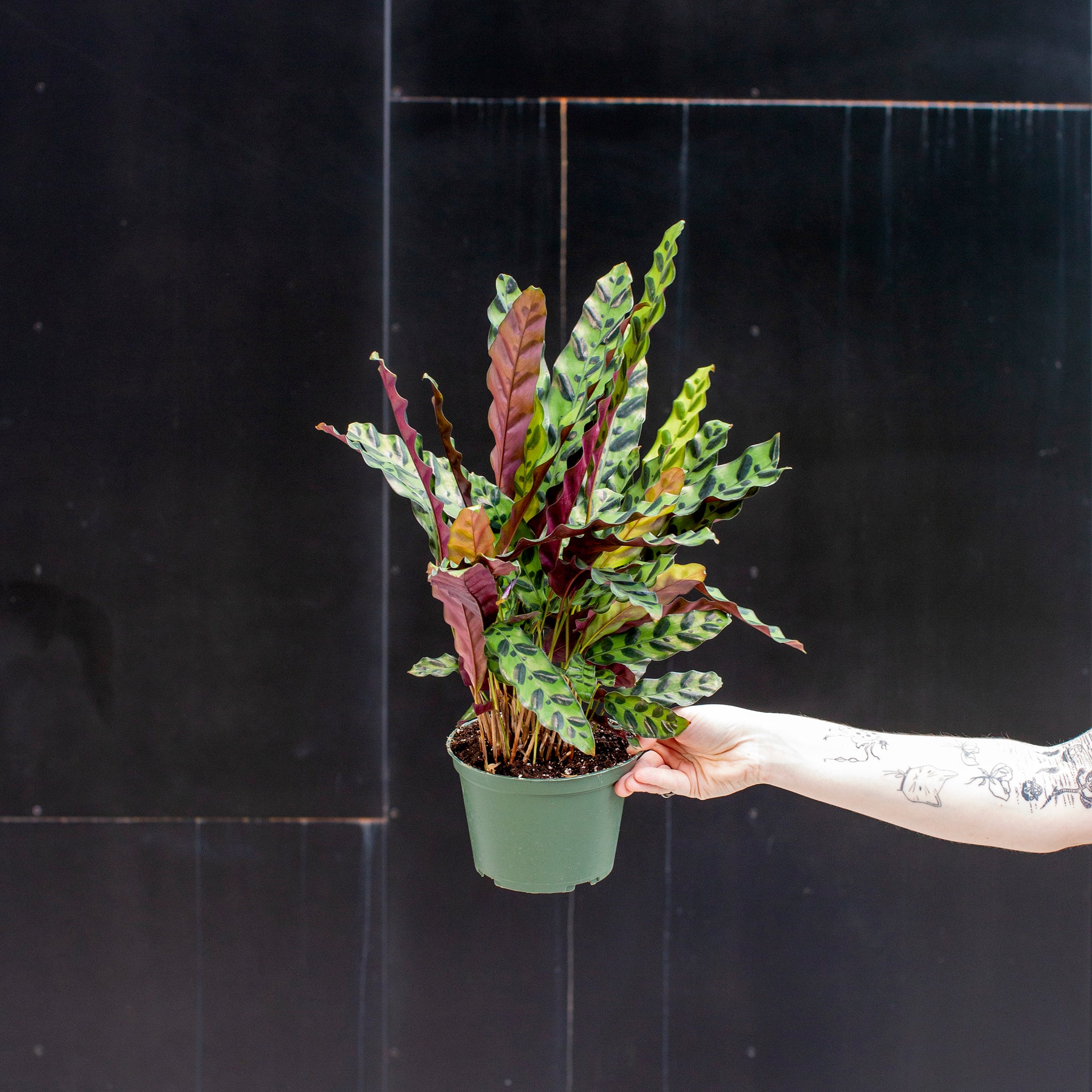 calathea rattle snake plant Calathea lancifolia 'Rattlesnake Plant' – The Victorian Atlanta
