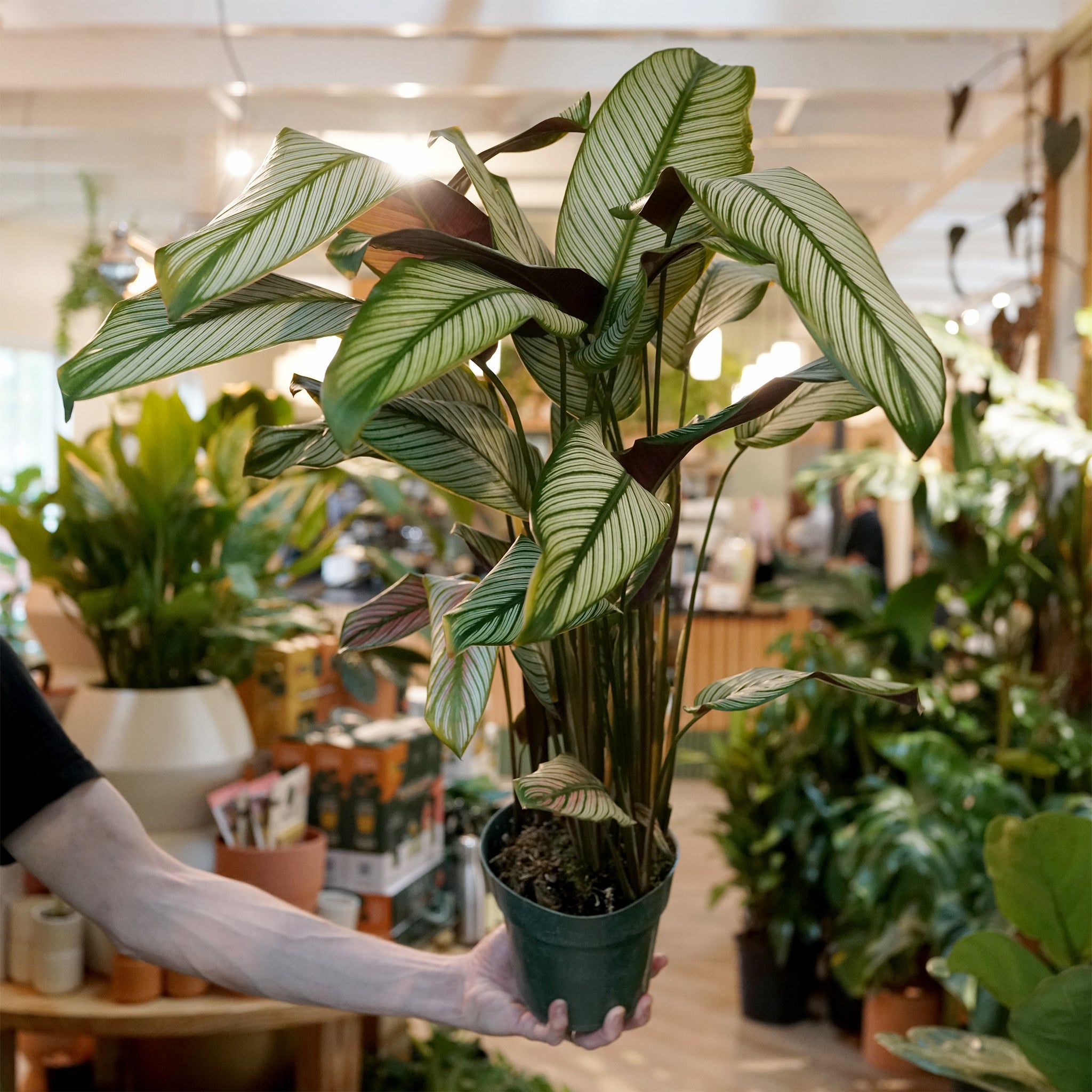 Calathea majestica 'White Star'