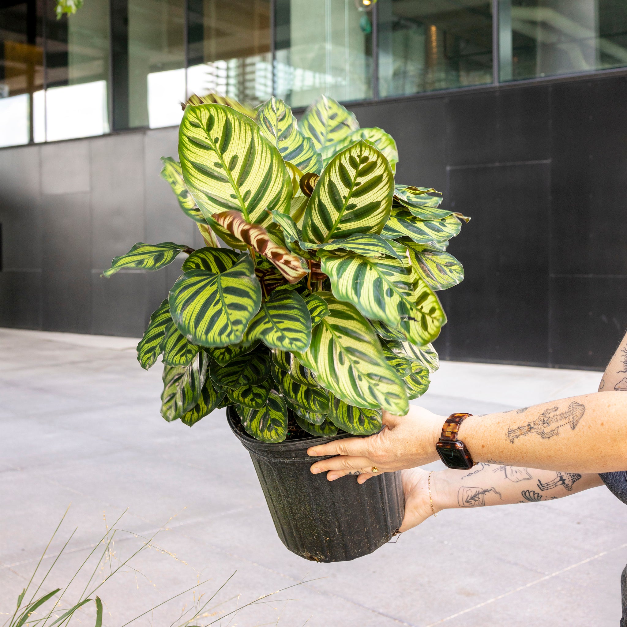 Calathea makoyana (Peacock Calathea)