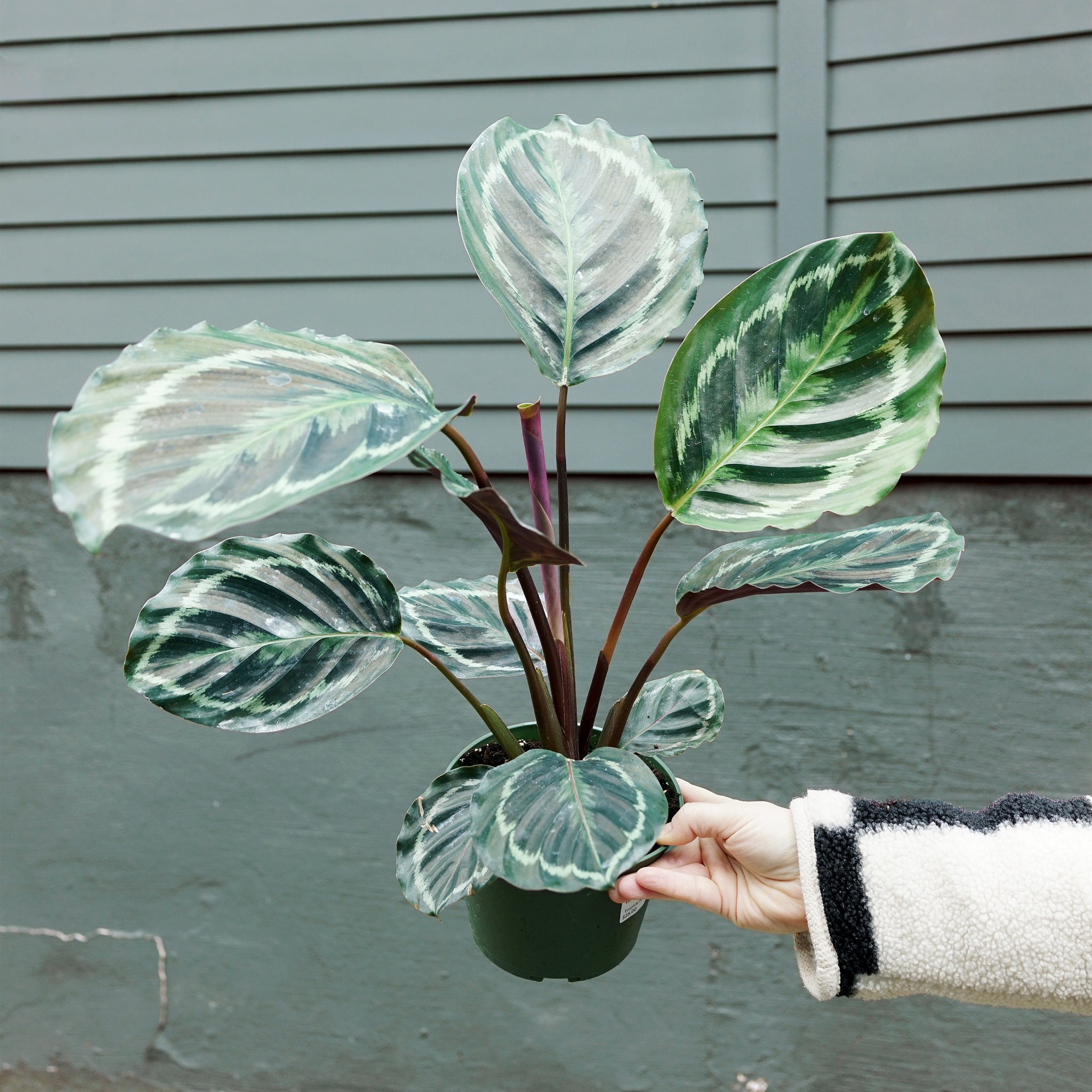 Calathea medallion