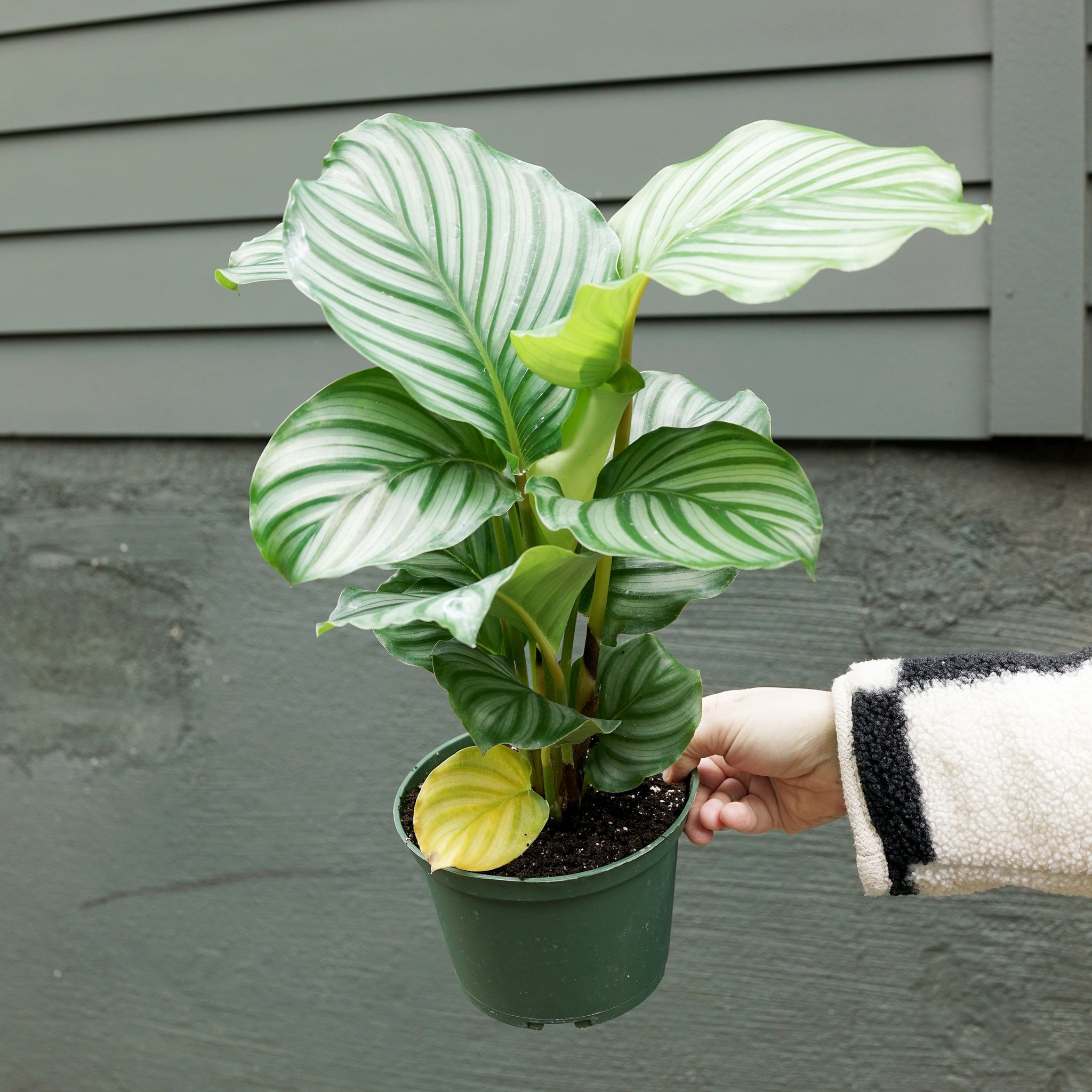 Calathea orbifolia