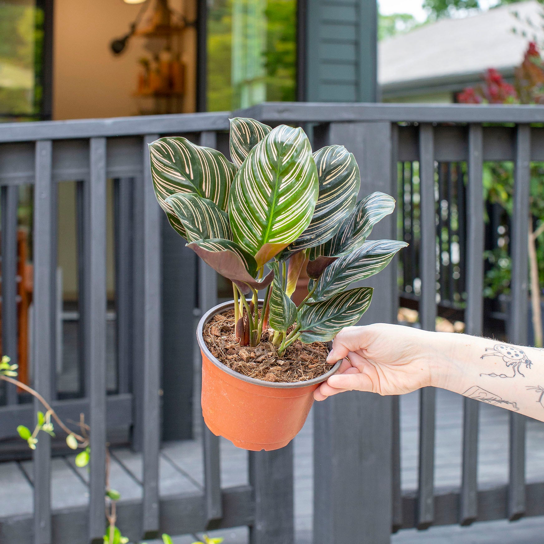 Calathea ornata (Pinstripe Calathea)