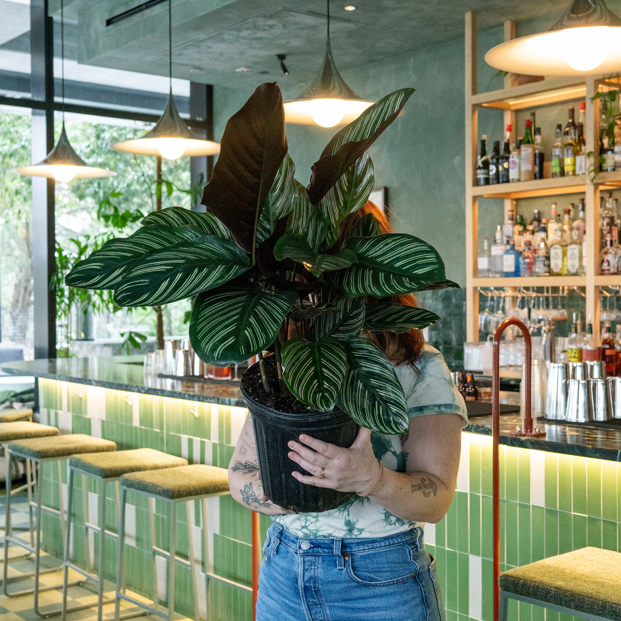 Calathea ornata (Pinstripe Calathea)