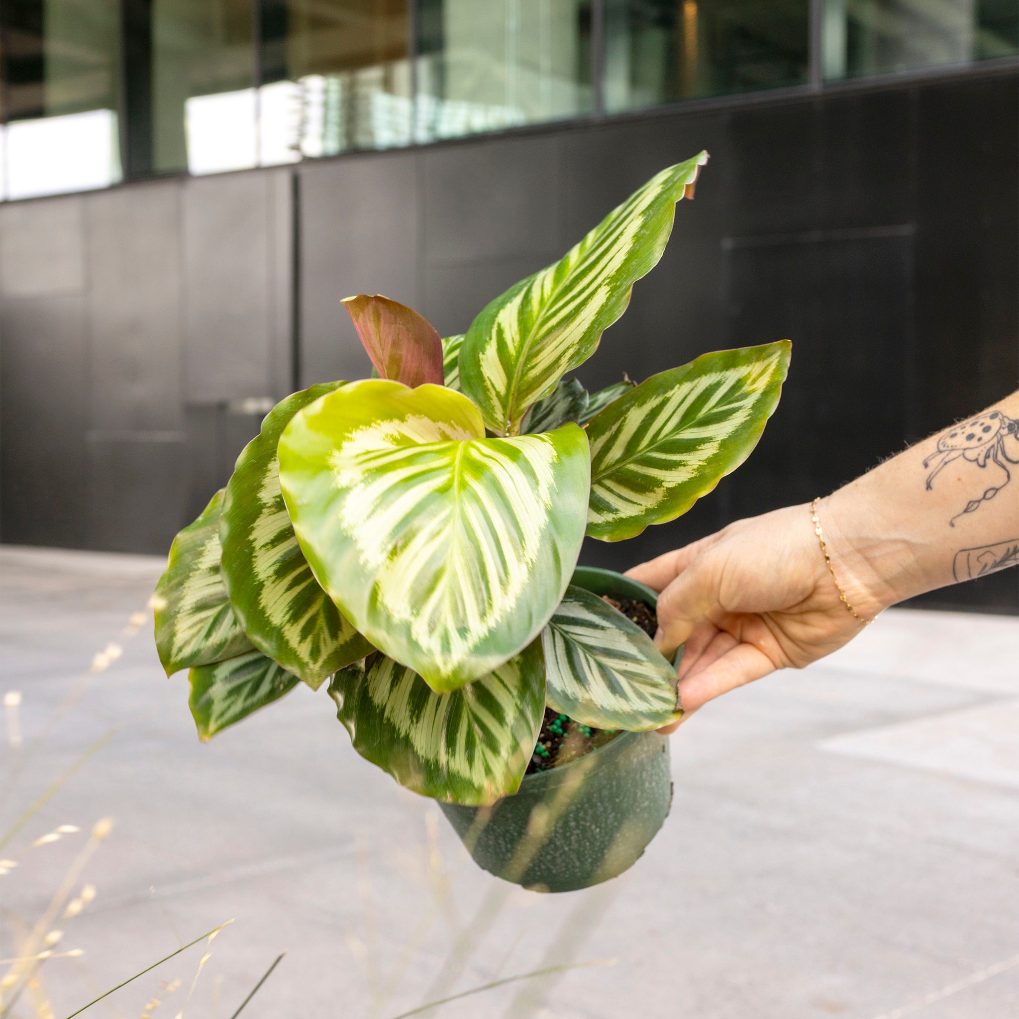 Calathea 'Red Rose'