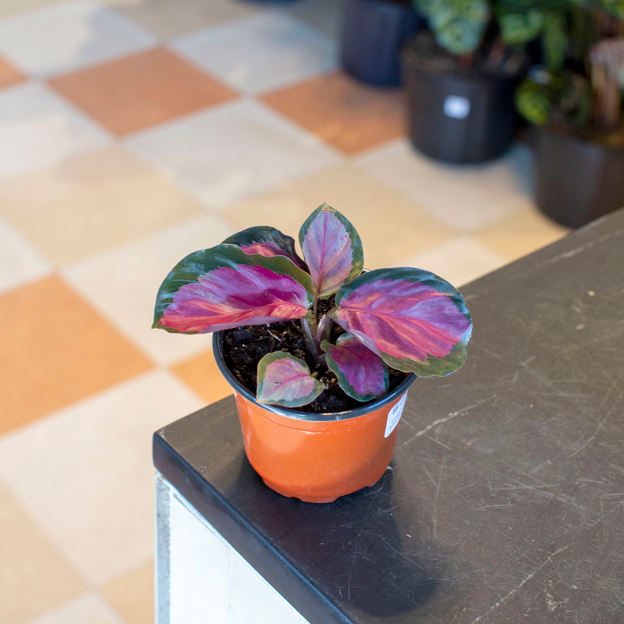 Calathea roseopicta 'Rosy'