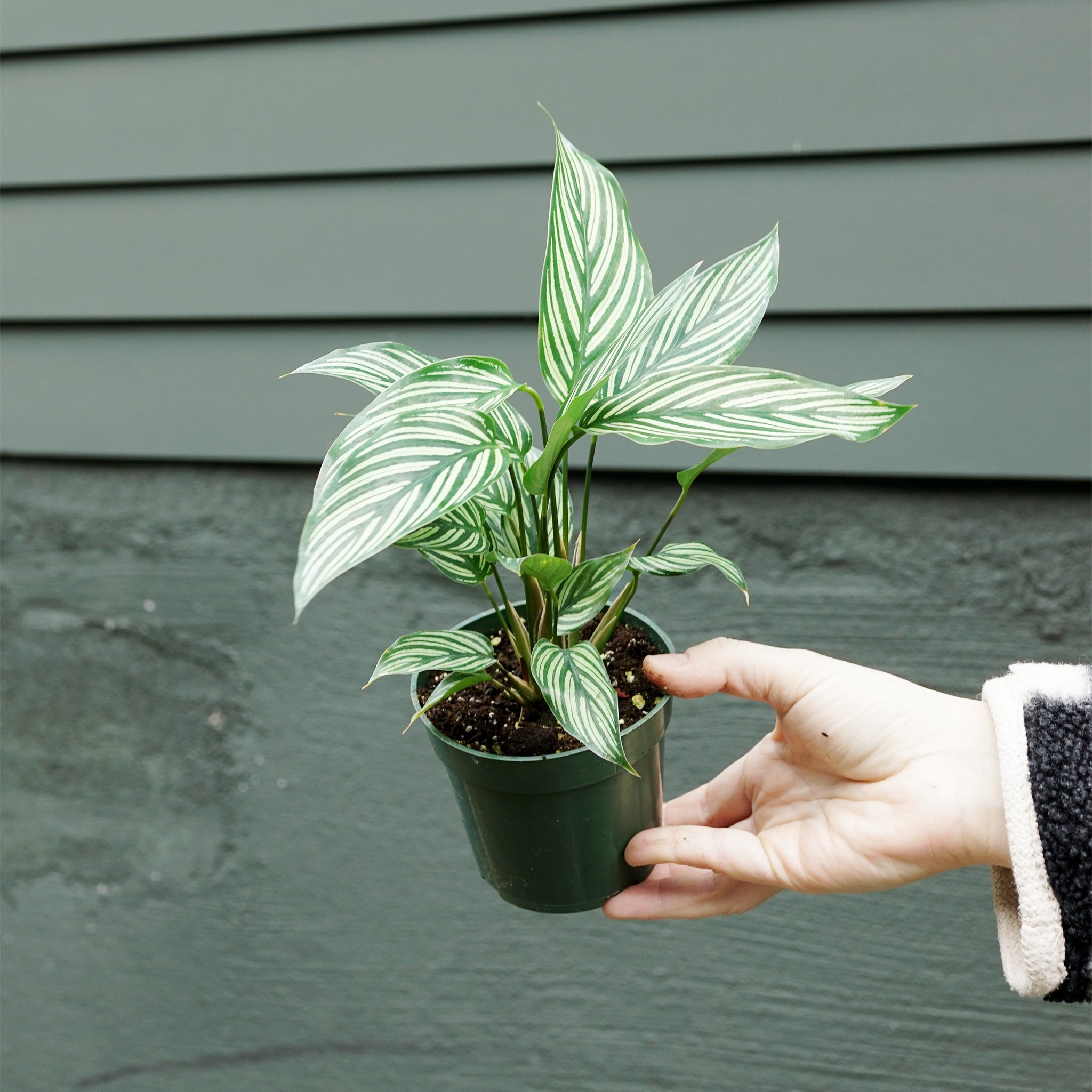 Calathea vittata