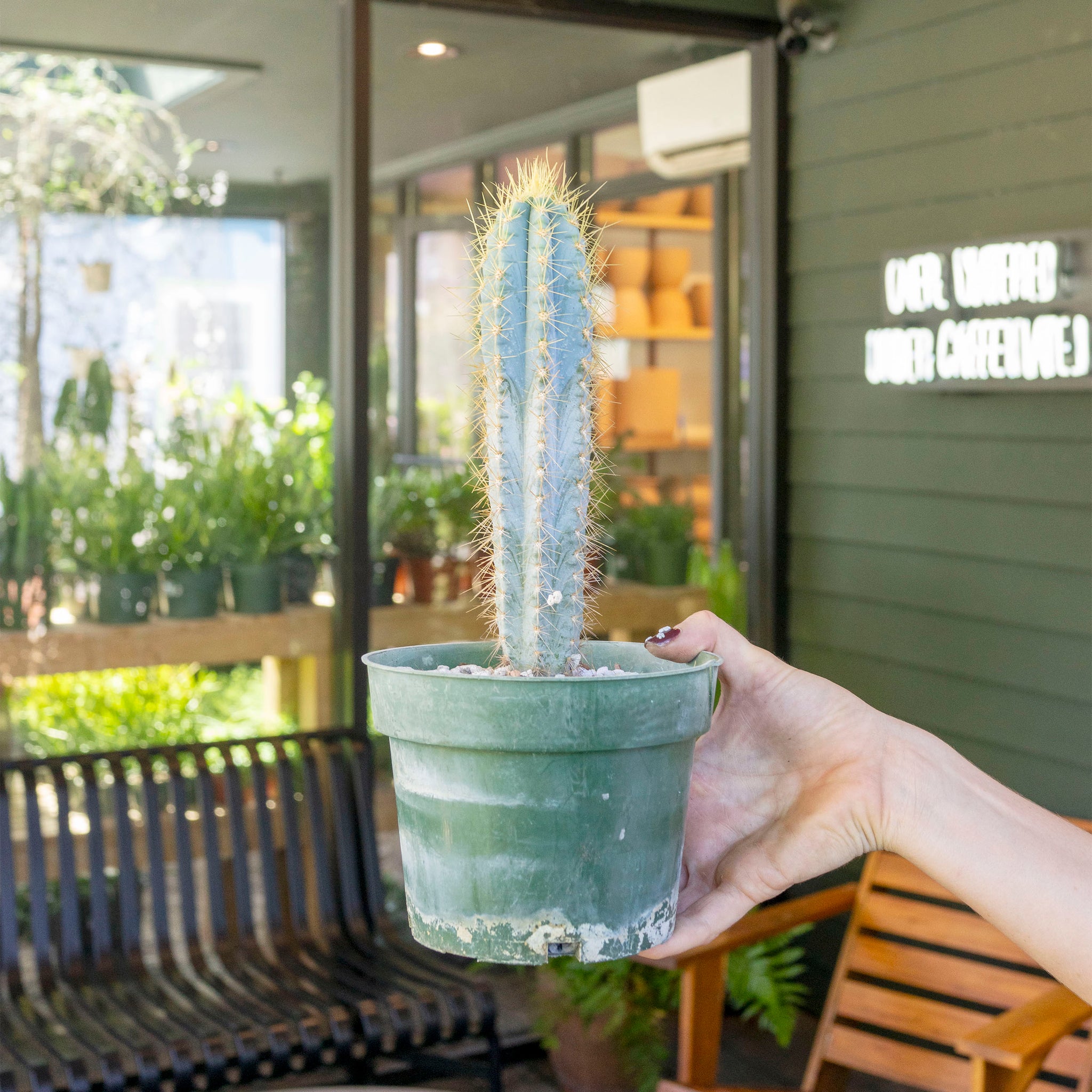 Cereus azureus