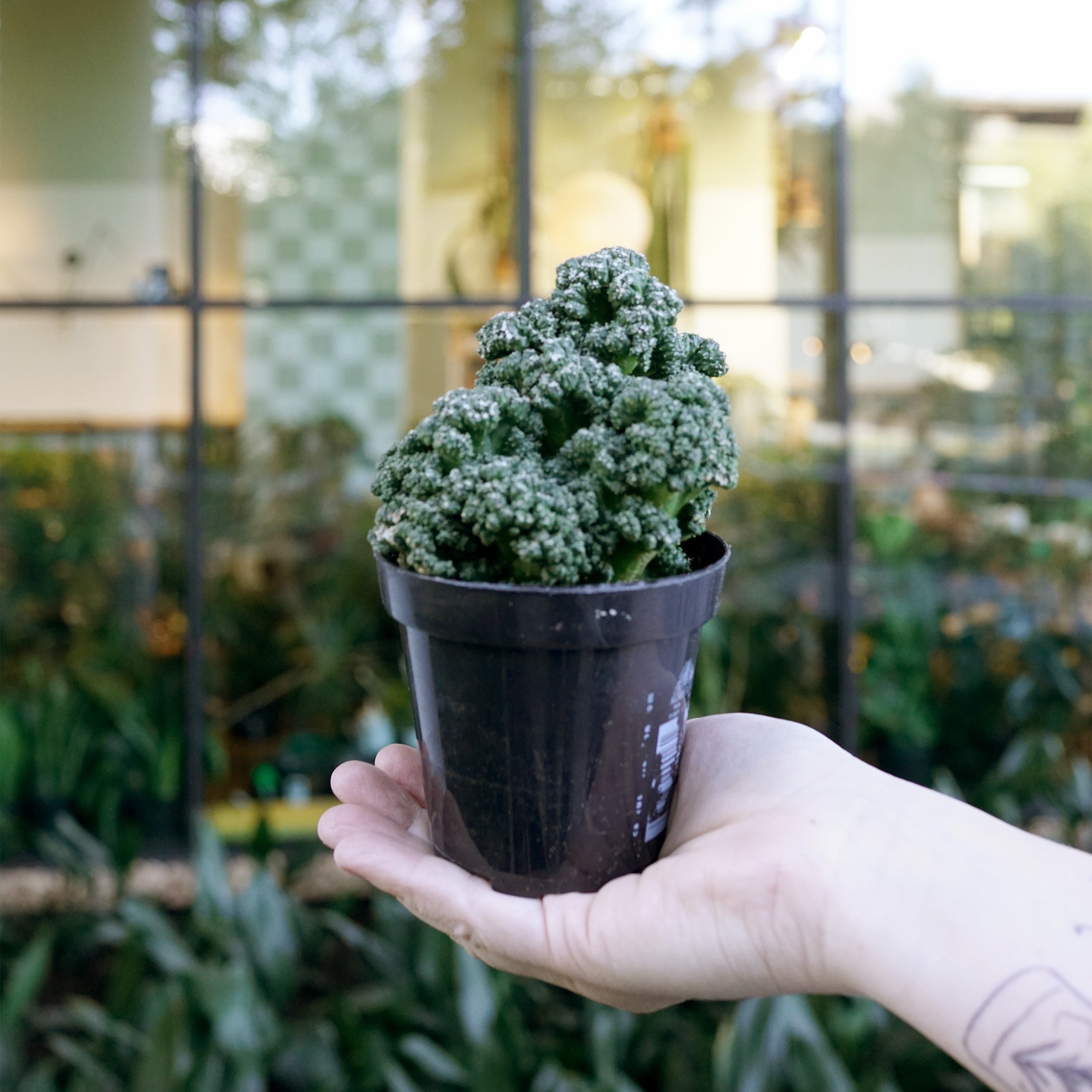 Plant Archive – Page 93 – The Victorian Atlanta