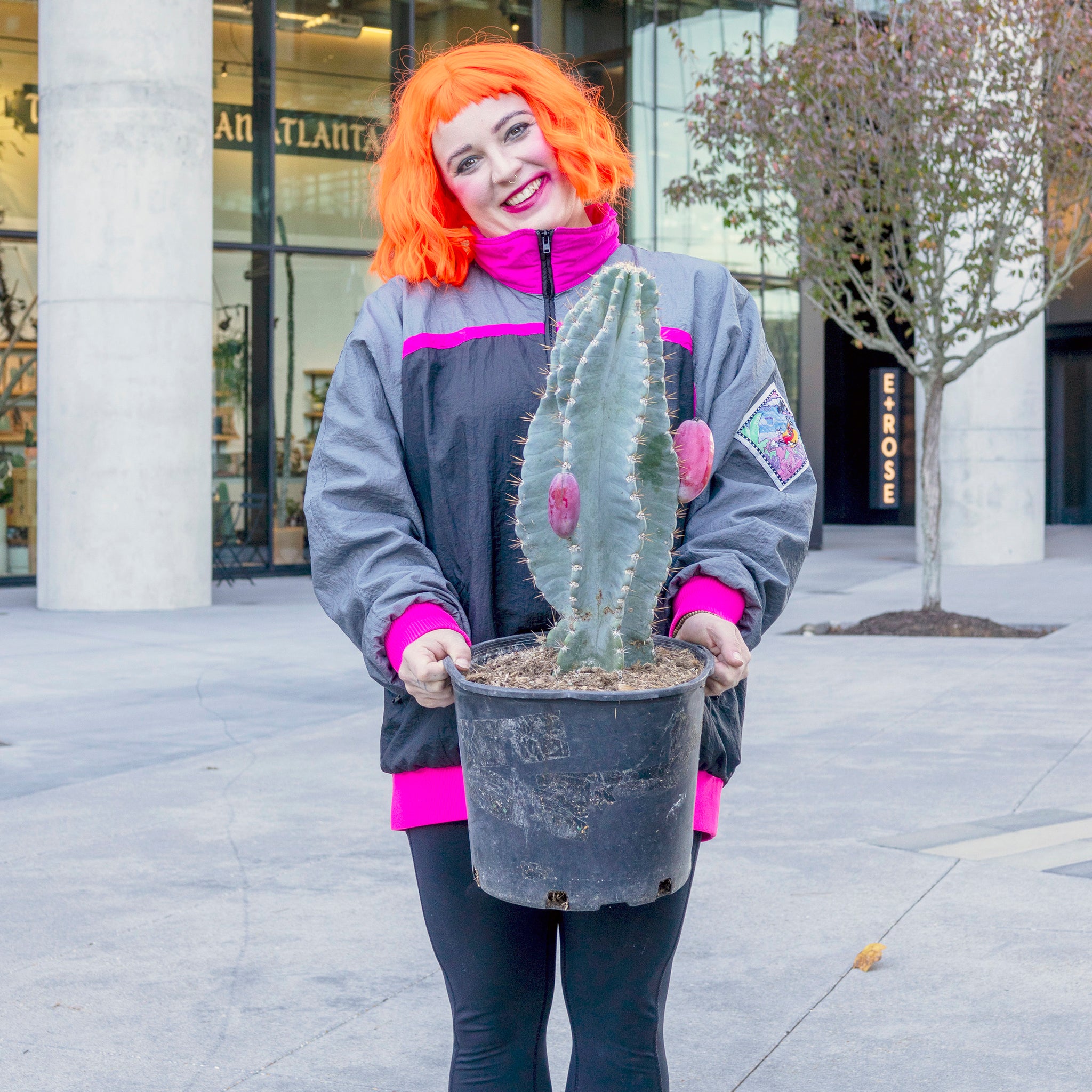 Cereus peruvianus (Peruvian Apple Cactus)