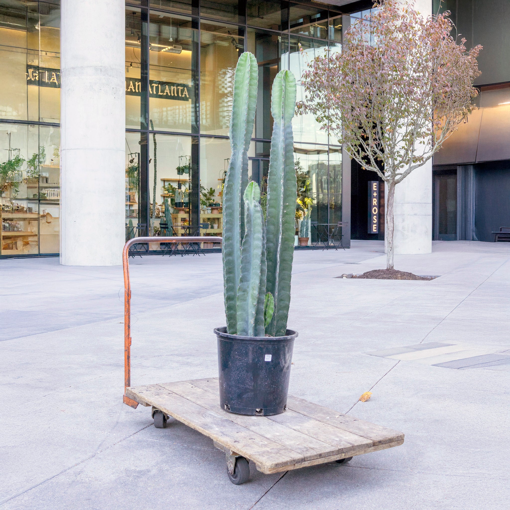 Cereus peruvianus (Peruvian Apple Cactus)