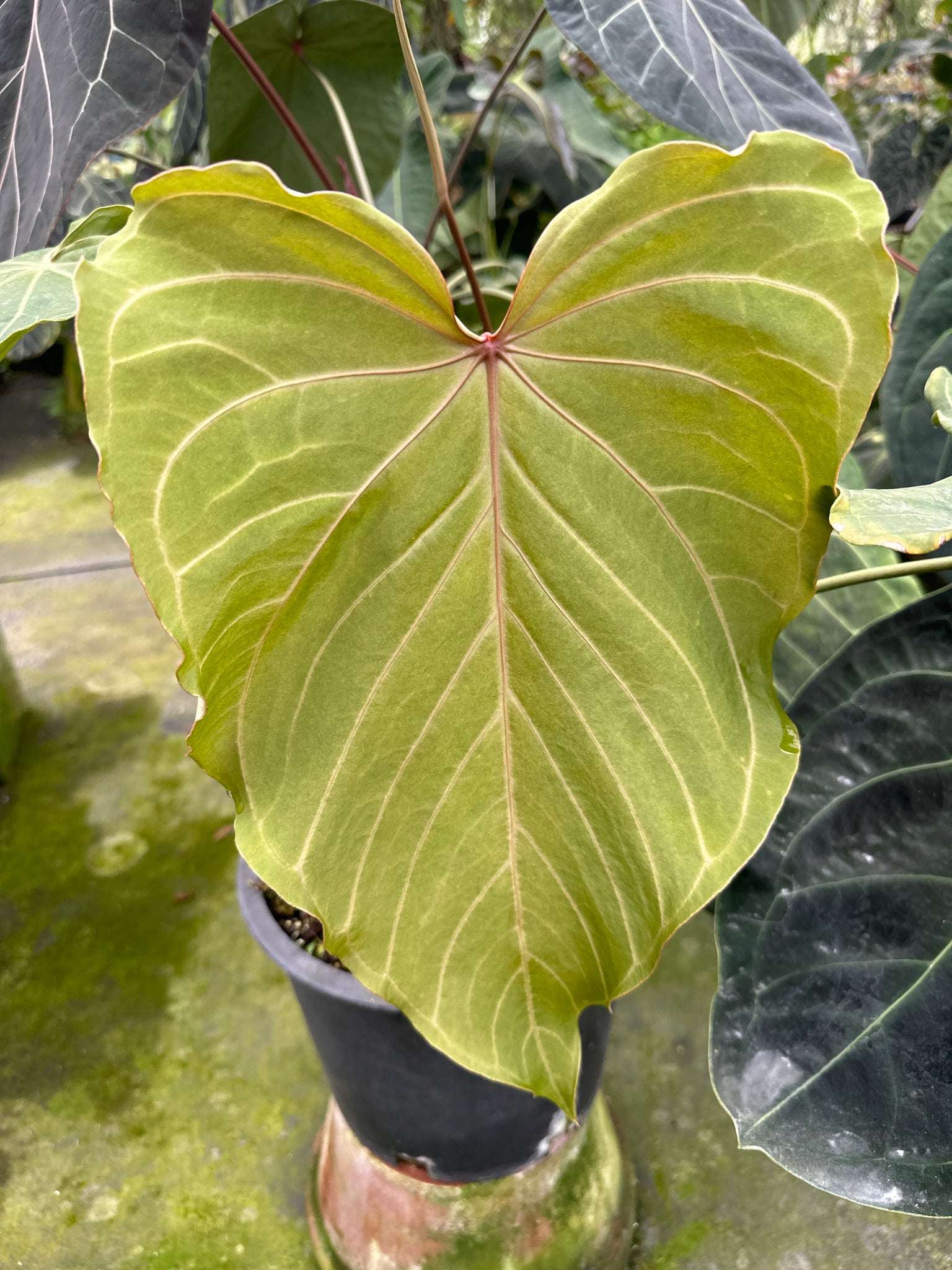 Anthurium 'Cinnamon Swirl' x Anthurium 'Tim Anderson Black'