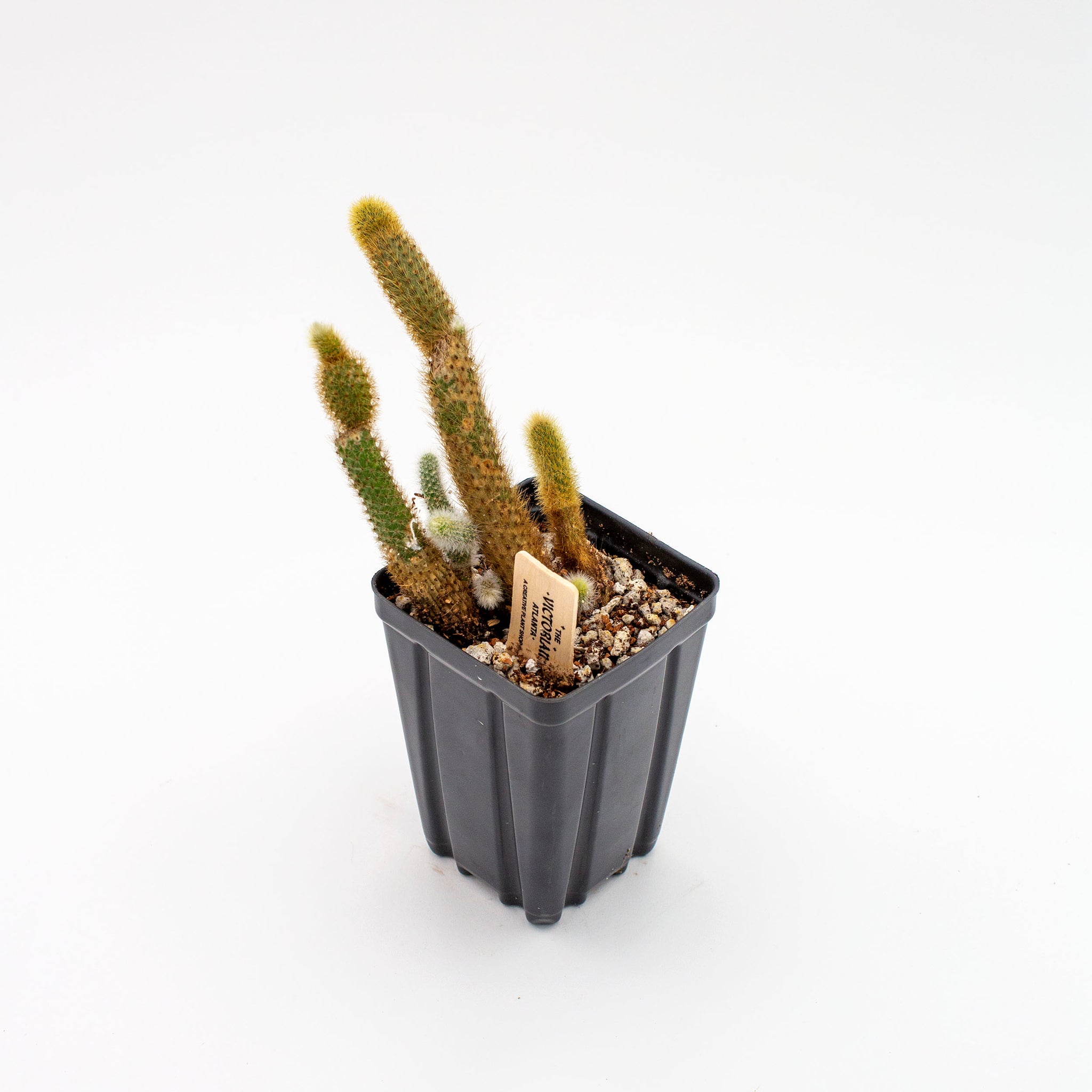 Cleistocactus winteri 'Golden Rat Tail Cactus'
