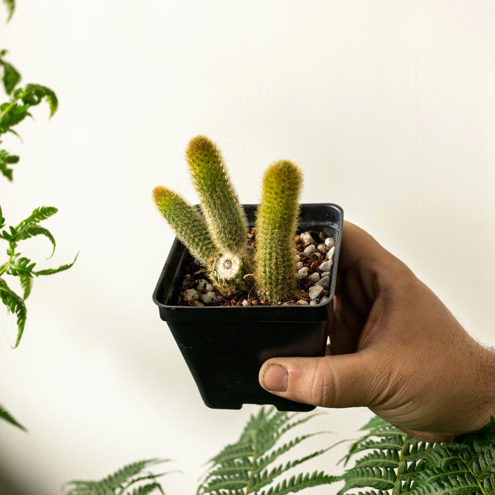 Hildewintera aureispina 'Golden Rat Tail Cactus'