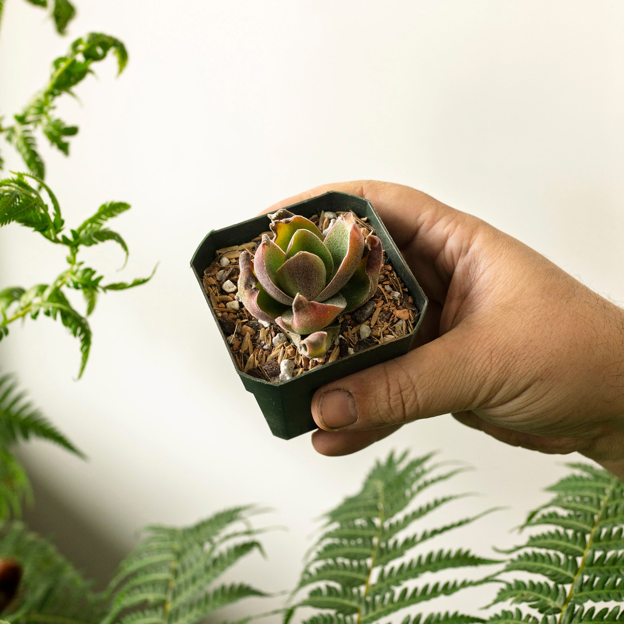 Crassula 'Garnet Lotus'