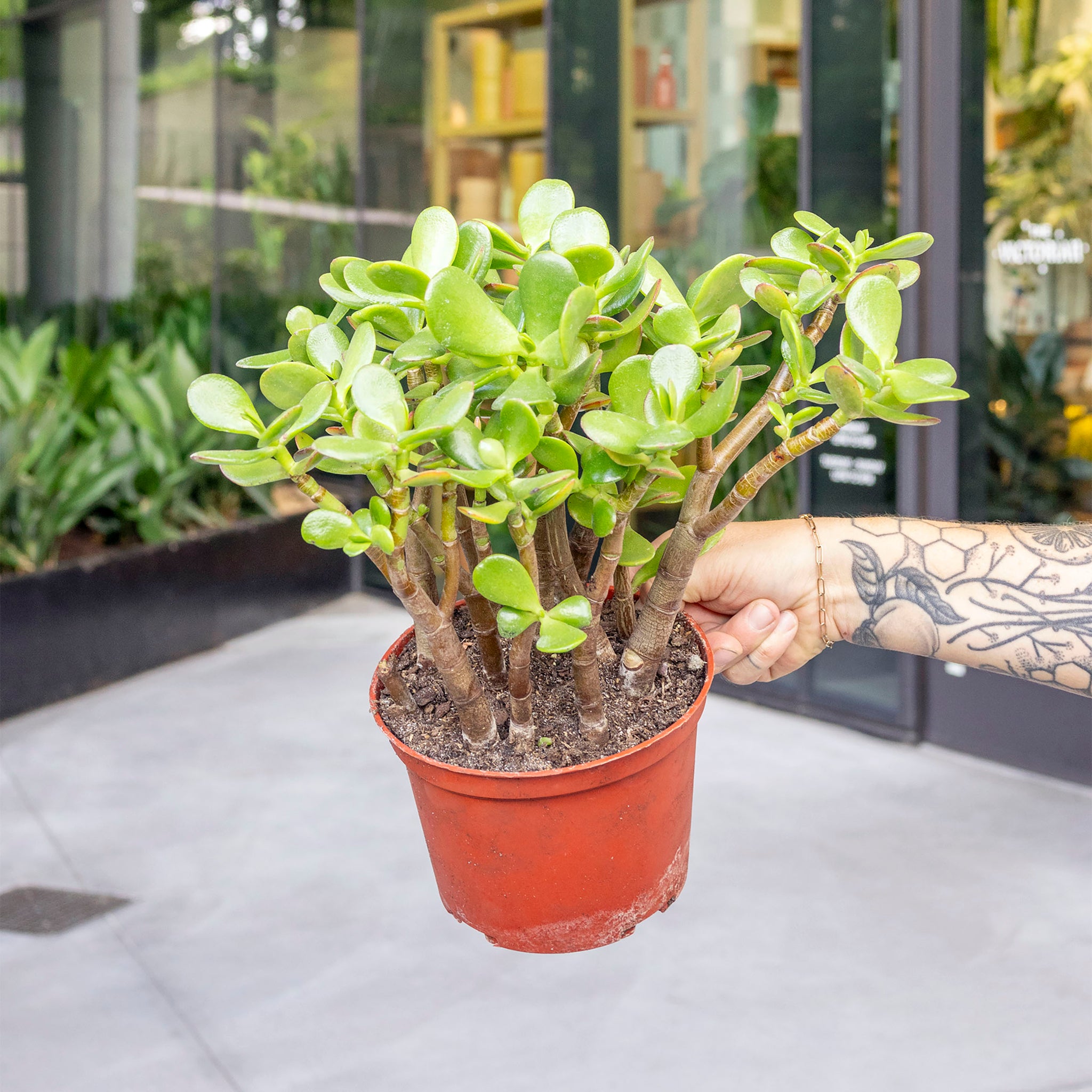 Crassula ovata 'Jade Plant'