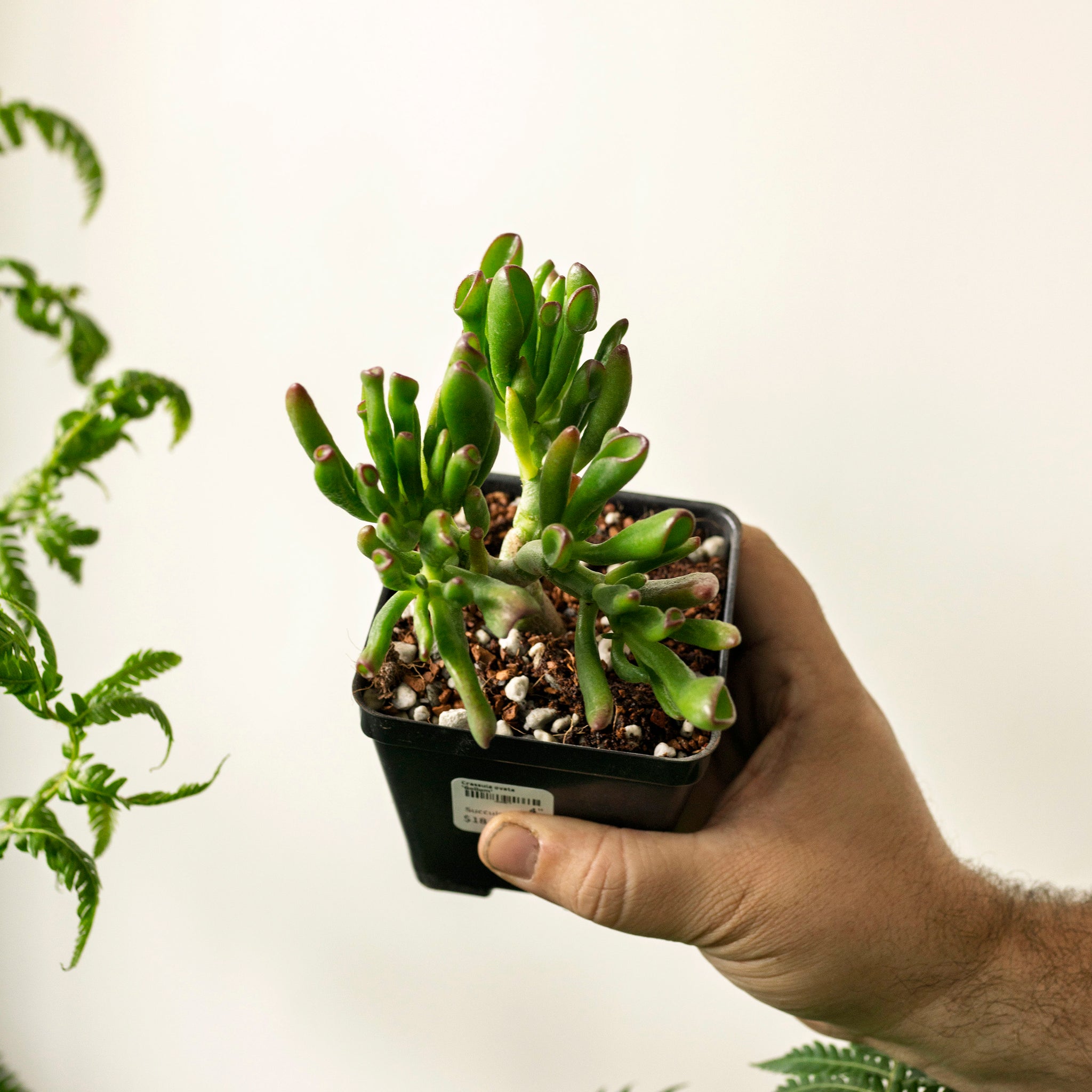 crassula gollum succulent Crassula ovata 'Gollum'