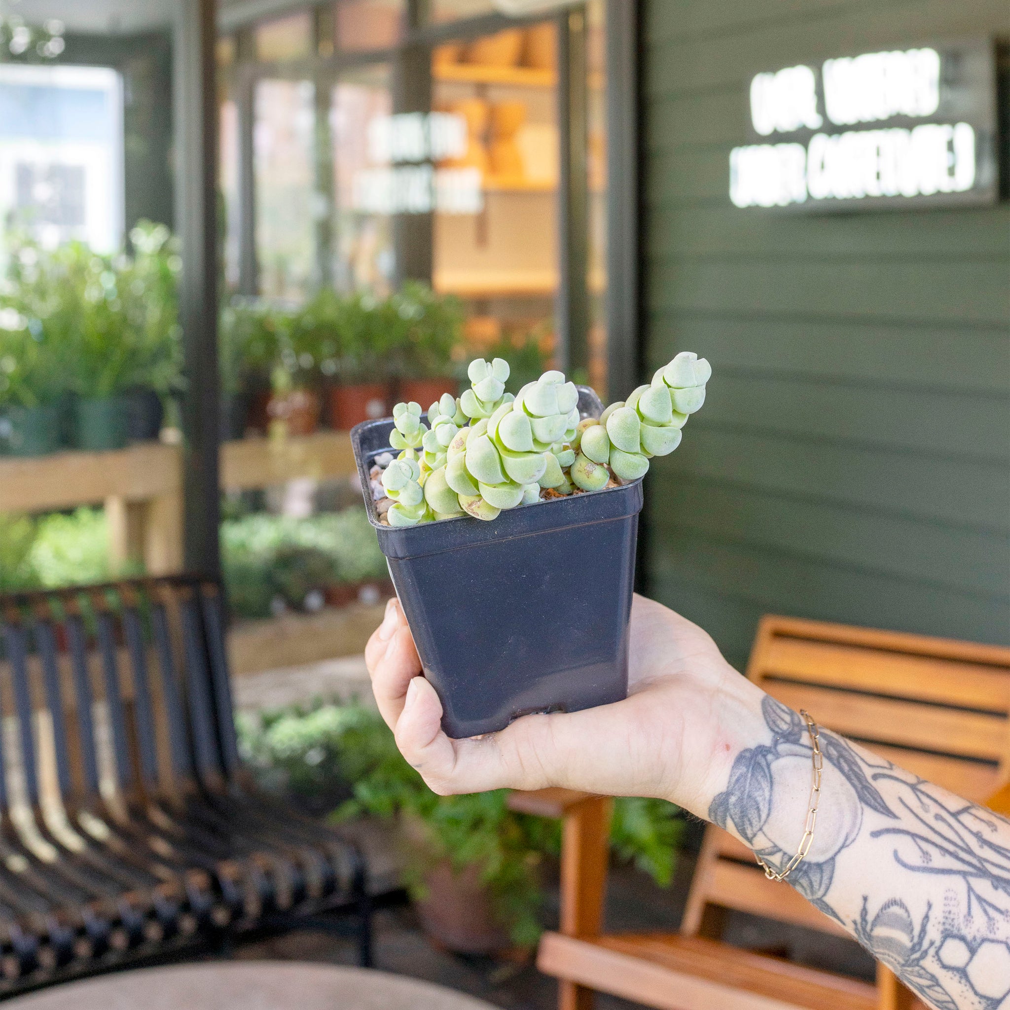 Crassula plegmatoides