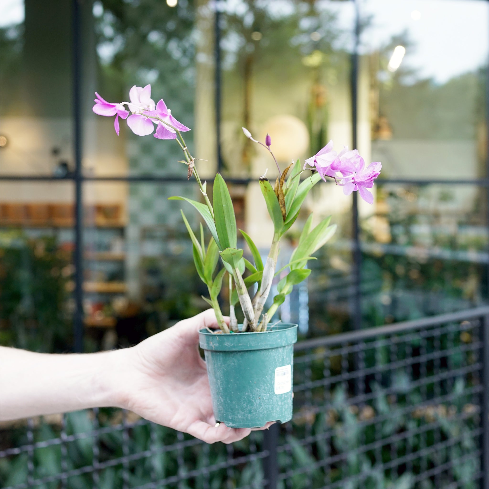 Dendrobium nobile (Nobile Rock Orchid)