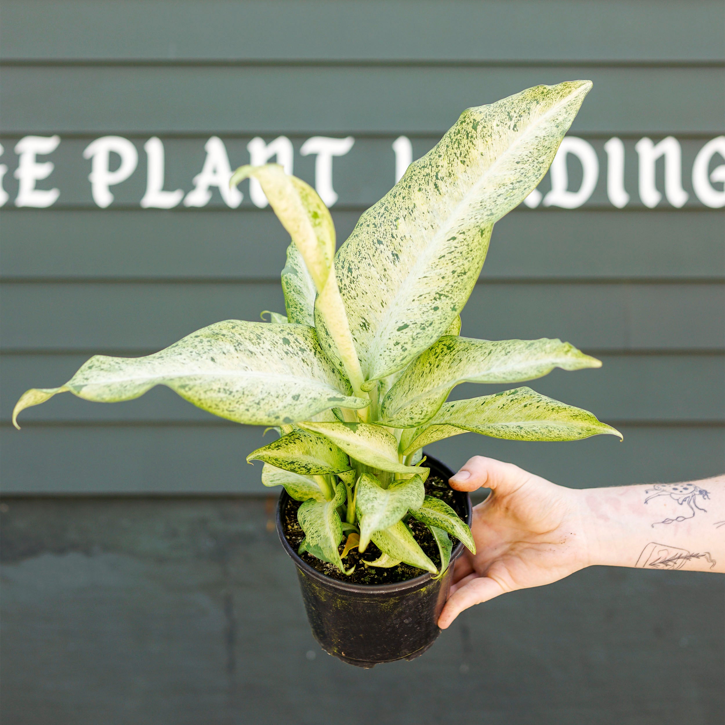 Dieffenbachia 'Camouflage' – The Victorian Atlanta