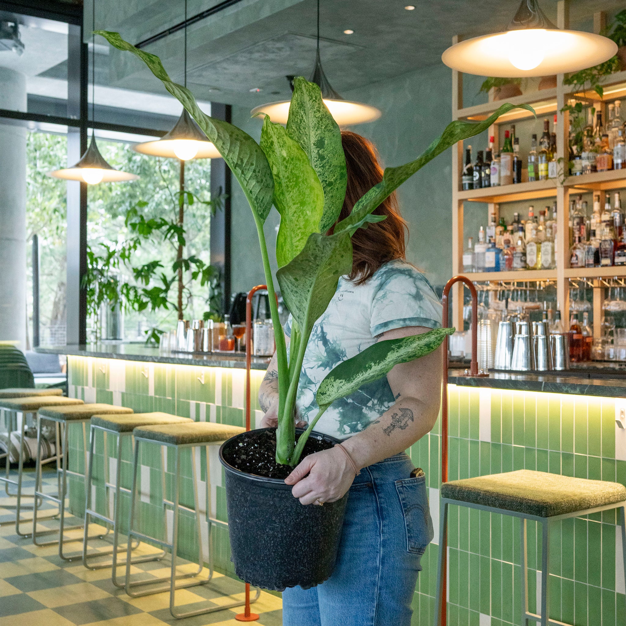 waterwick dieffenbachia Dieffenbachia 'Maui Wowie' – The Victorian Atlanta