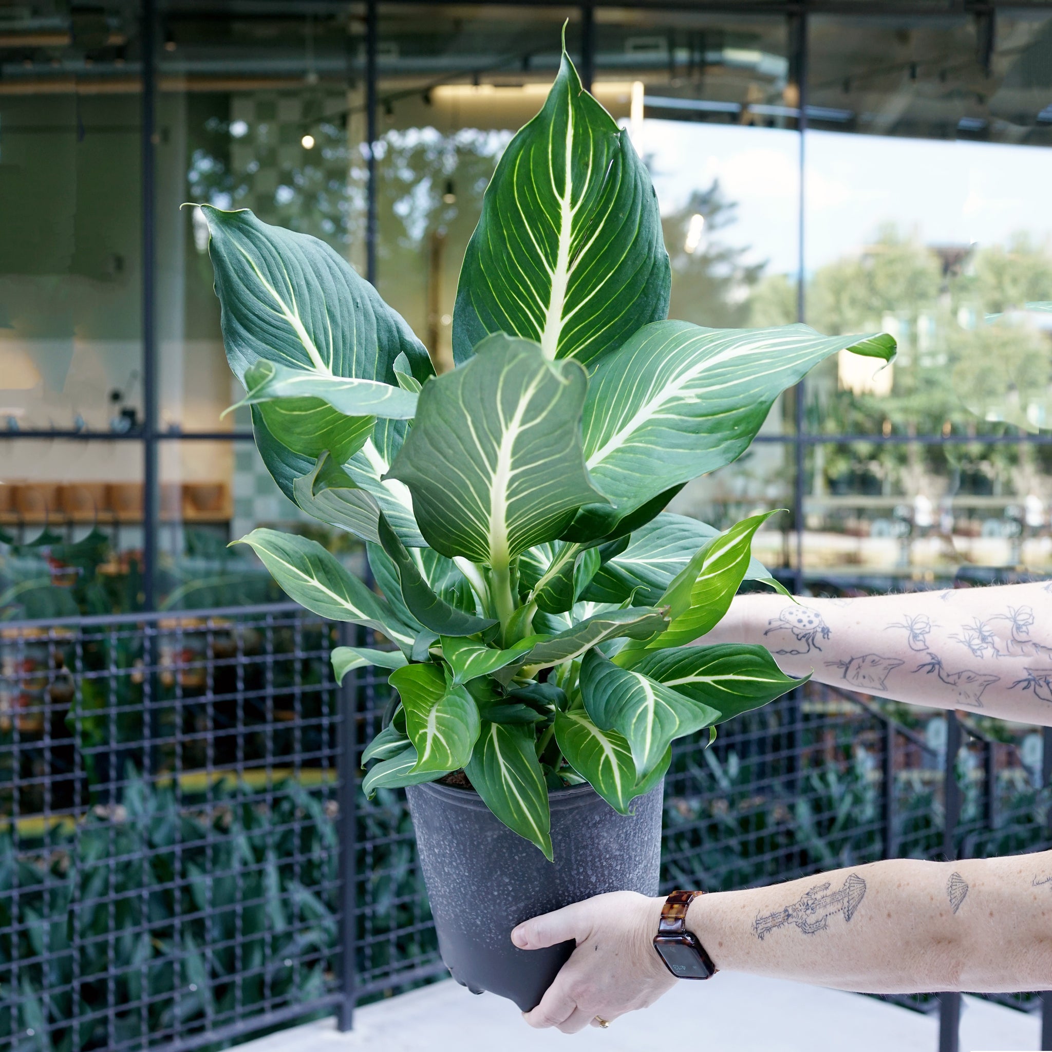 dieffenbachia plant size Dieffenbachia 'Sterling' – The Victorian Atlanta