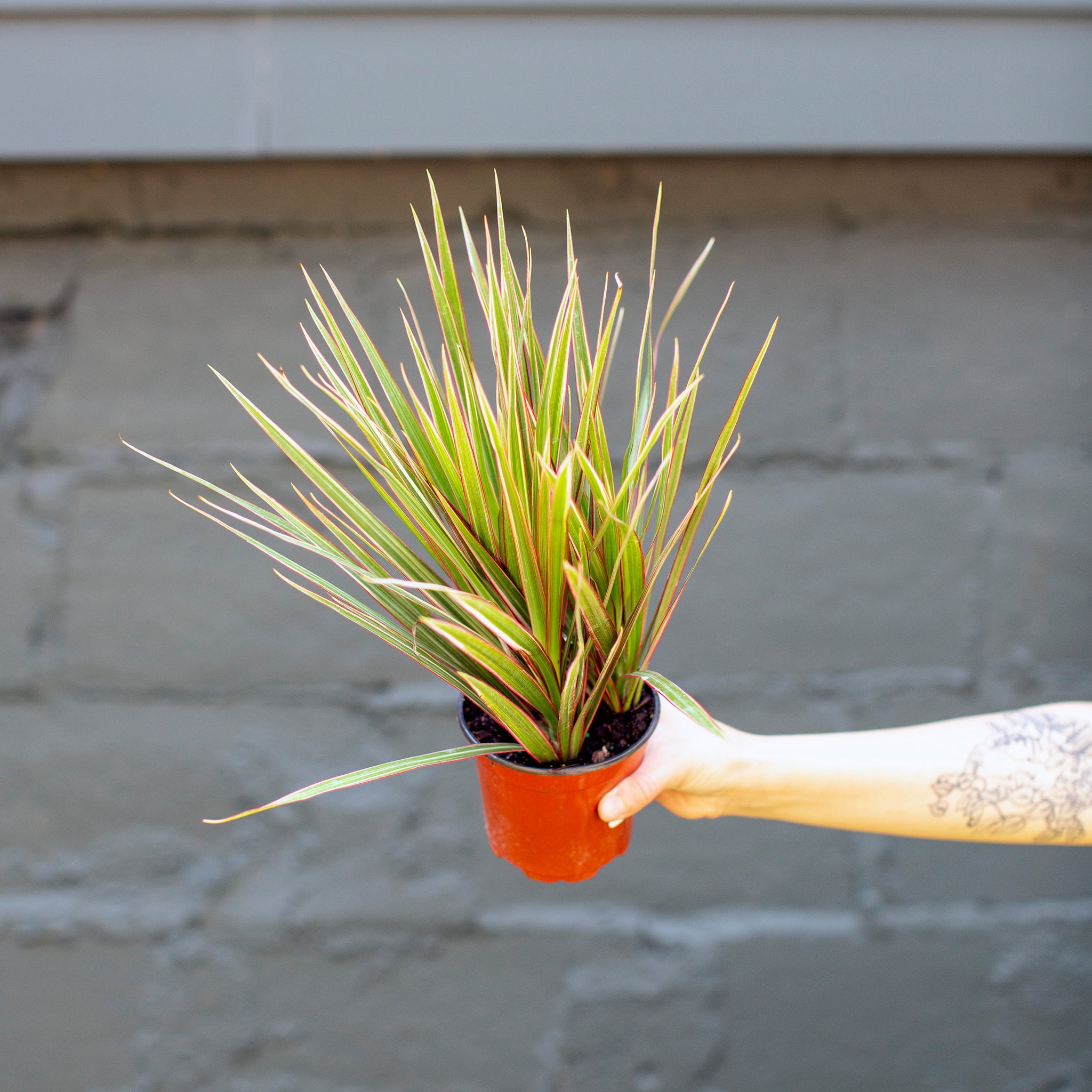 Dracaena marginata 'Bicolor'