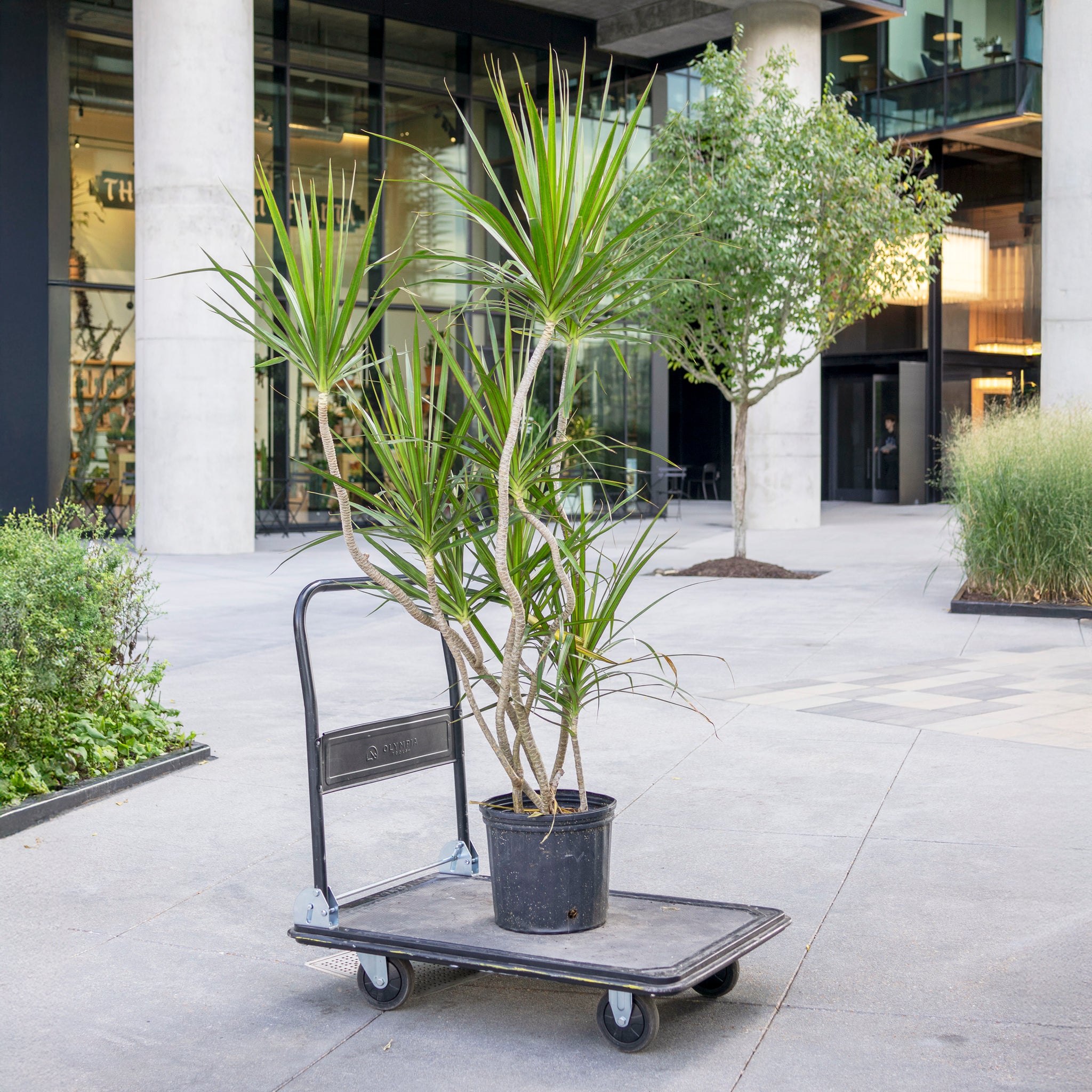 Dracaena marginata