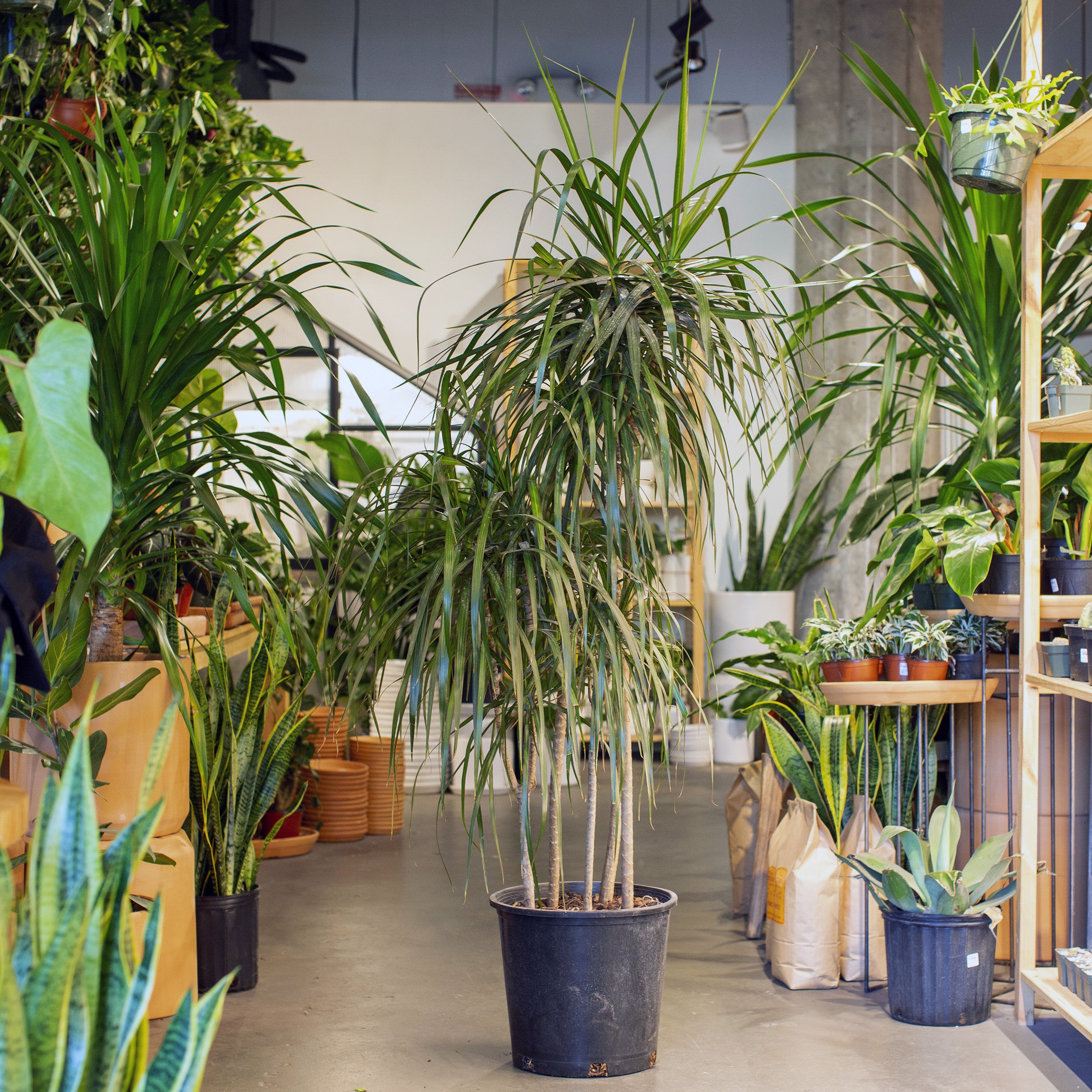 Dracaena marginata