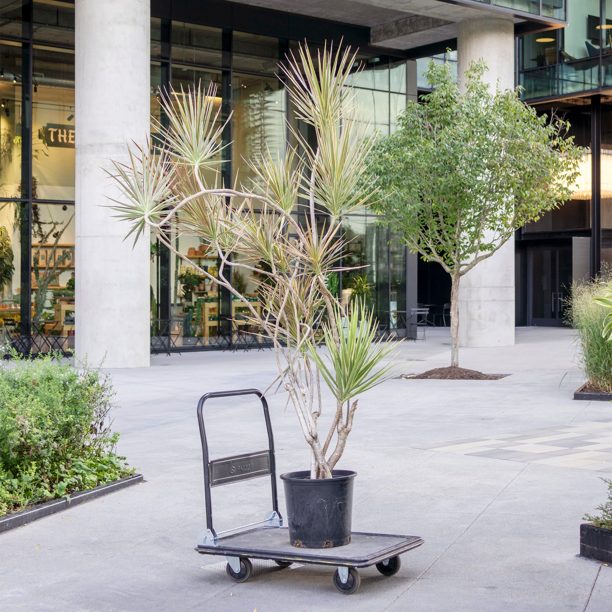 Dracaena marginata 'Tricolor'