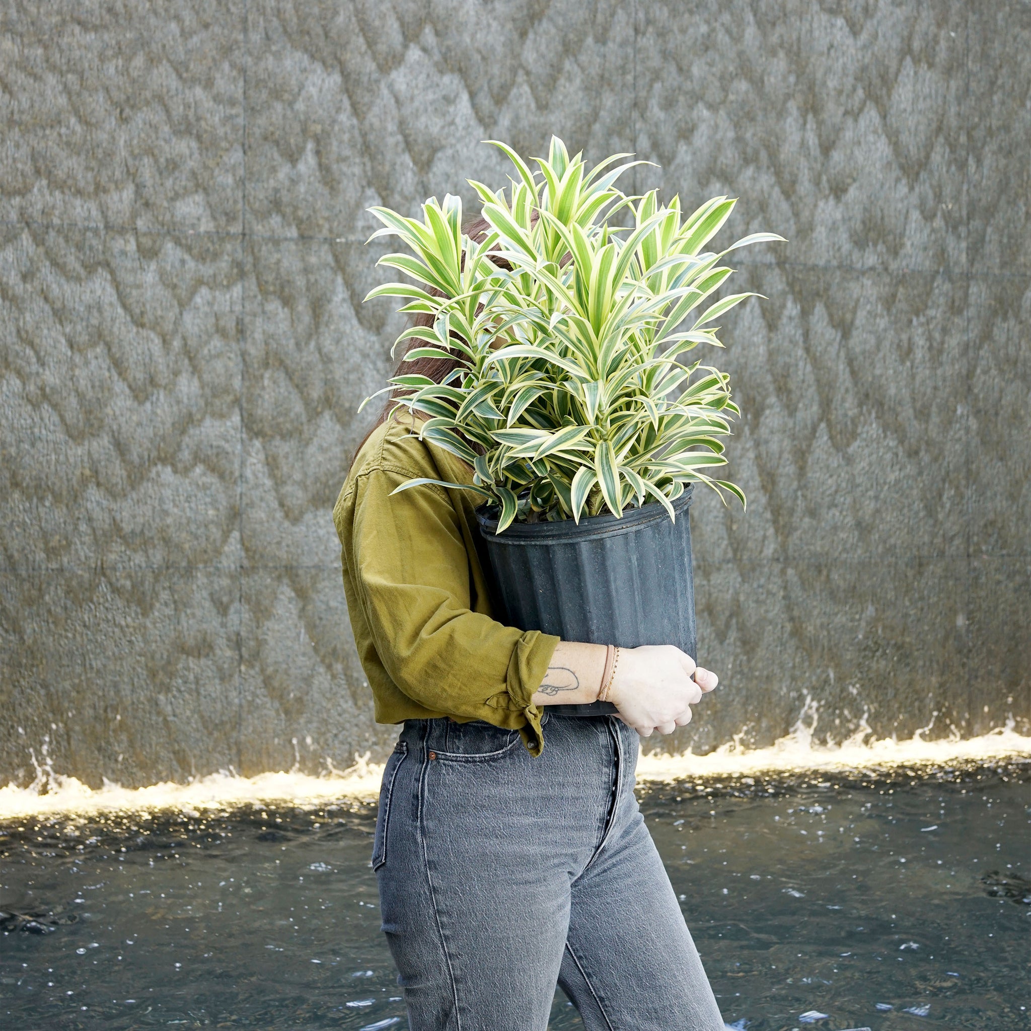 Dracaena reflexa 'Song of India'