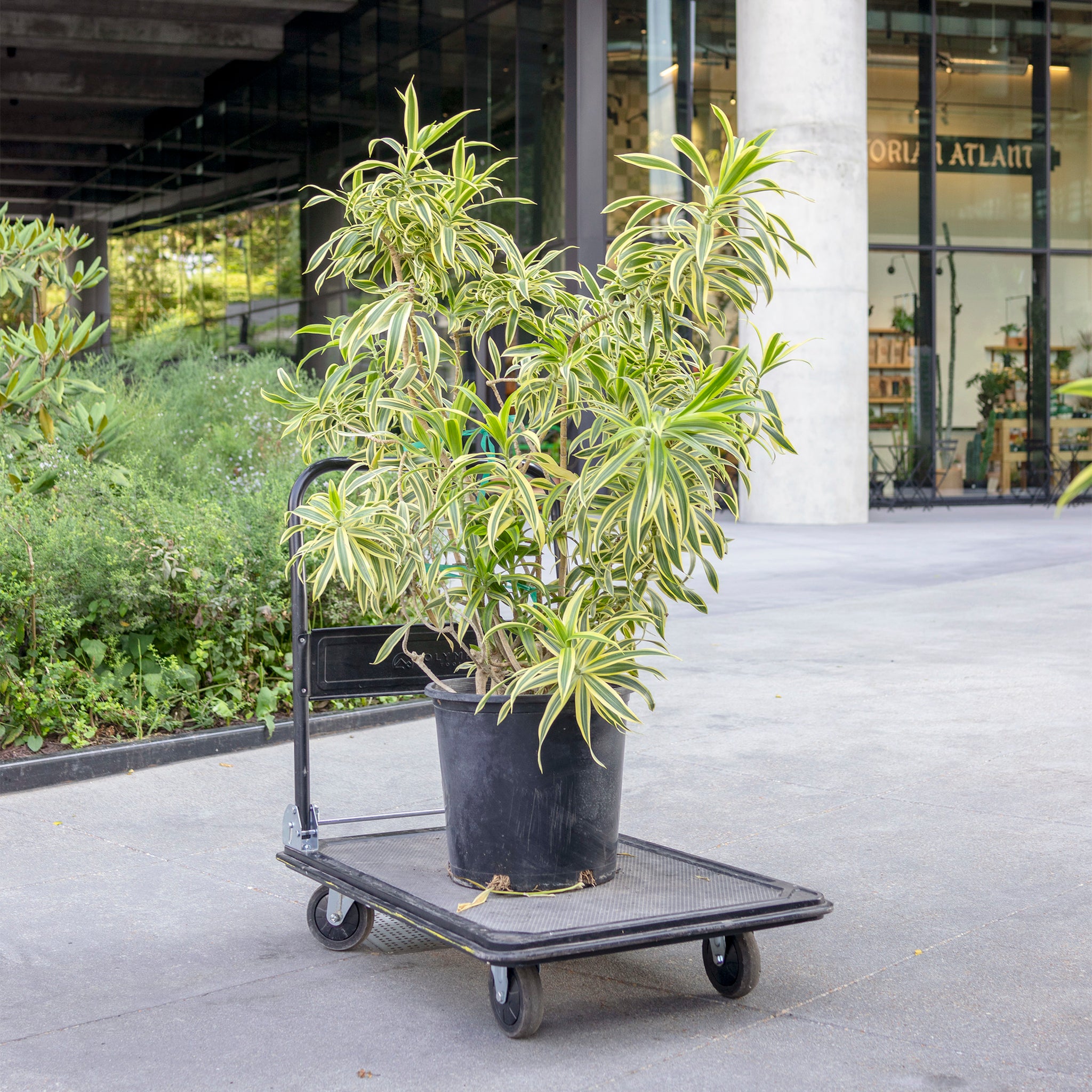 Dracaena reflexa 'Song of India'