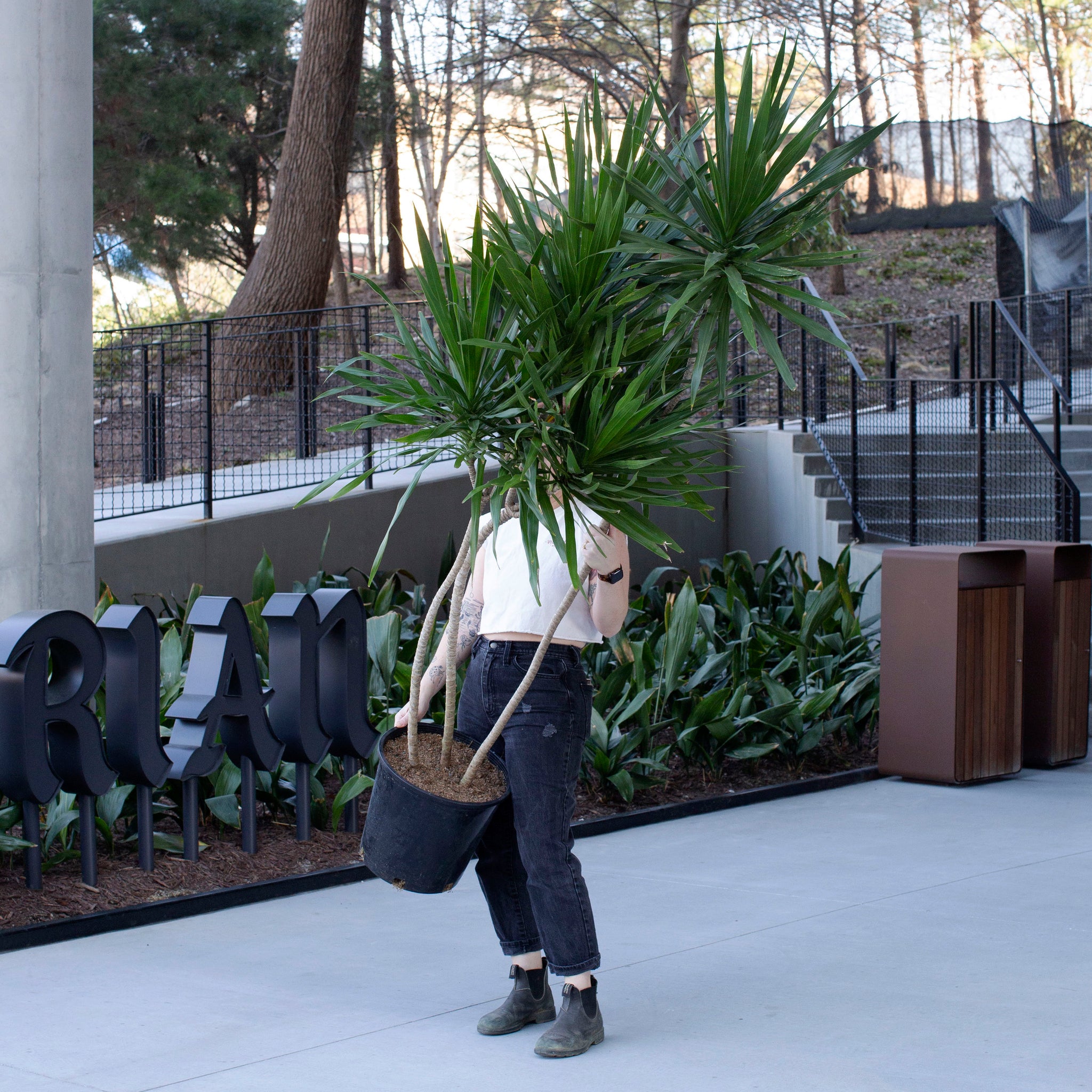 dracaena tarzan tree Dracaena marginata 'Tarzan' – The Victorian Atlanta